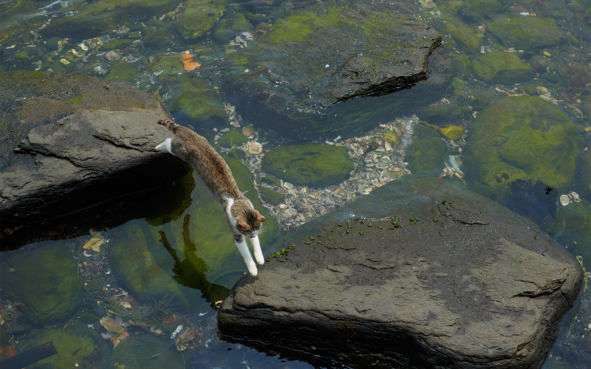 gato agua rocas salto varado algas