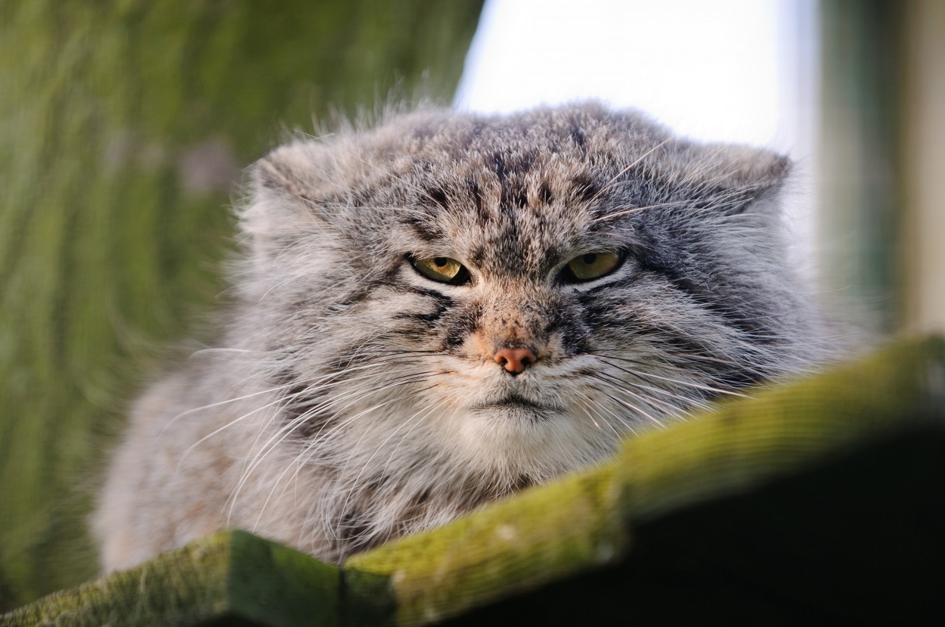 manul pallas gatto gatto selvatico muso