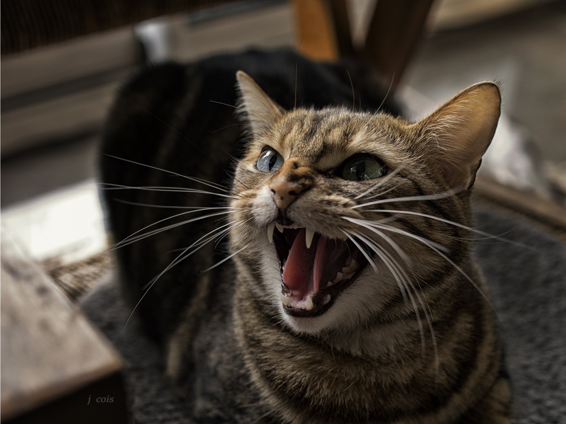 chat chat sourire dents bouche