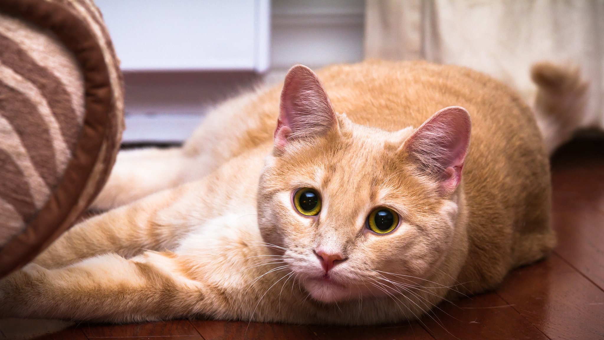 katze katze augen grün schnurrbart farbe rot