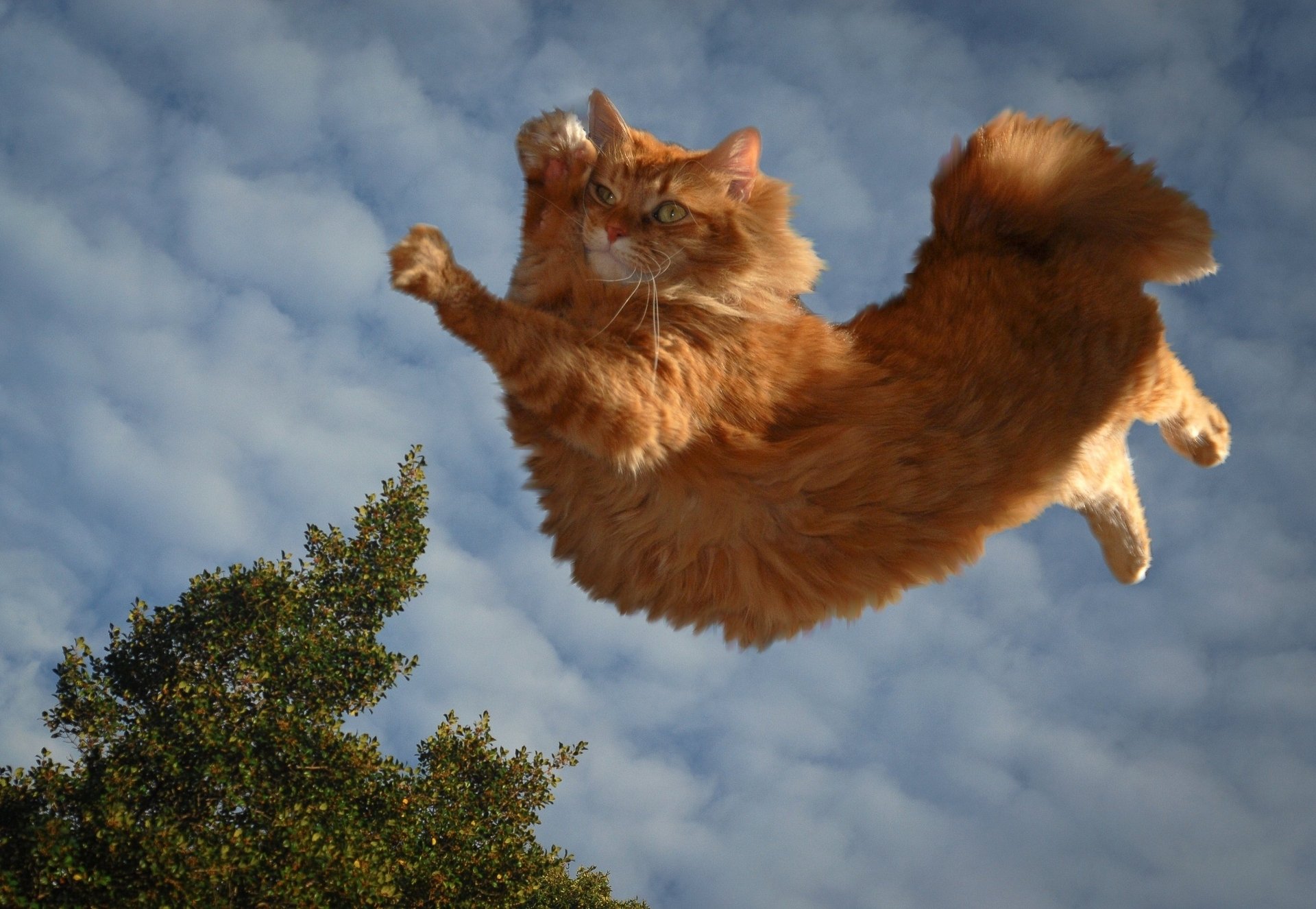 rote katze katzenparkour wolken