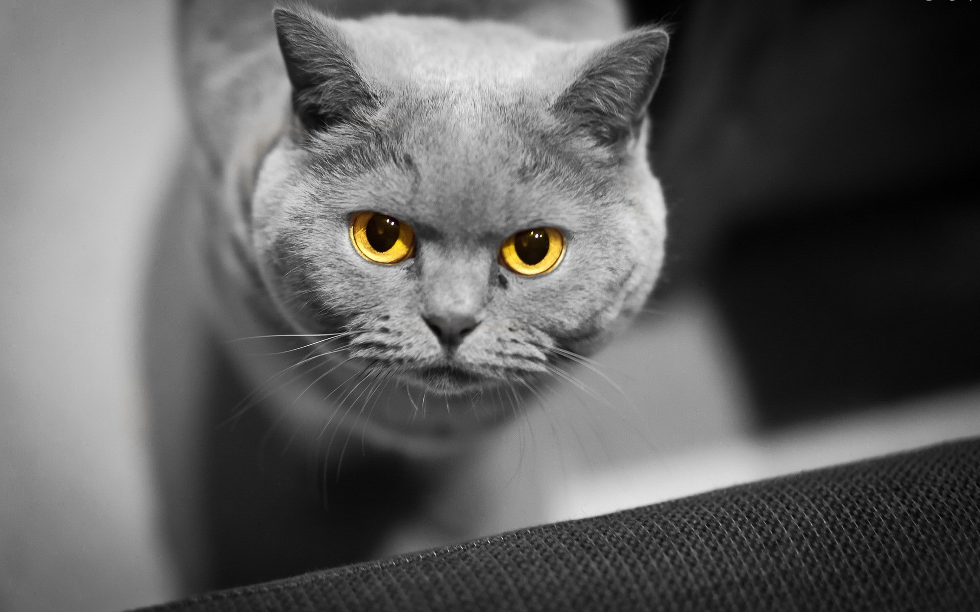 katze augen hintergrund