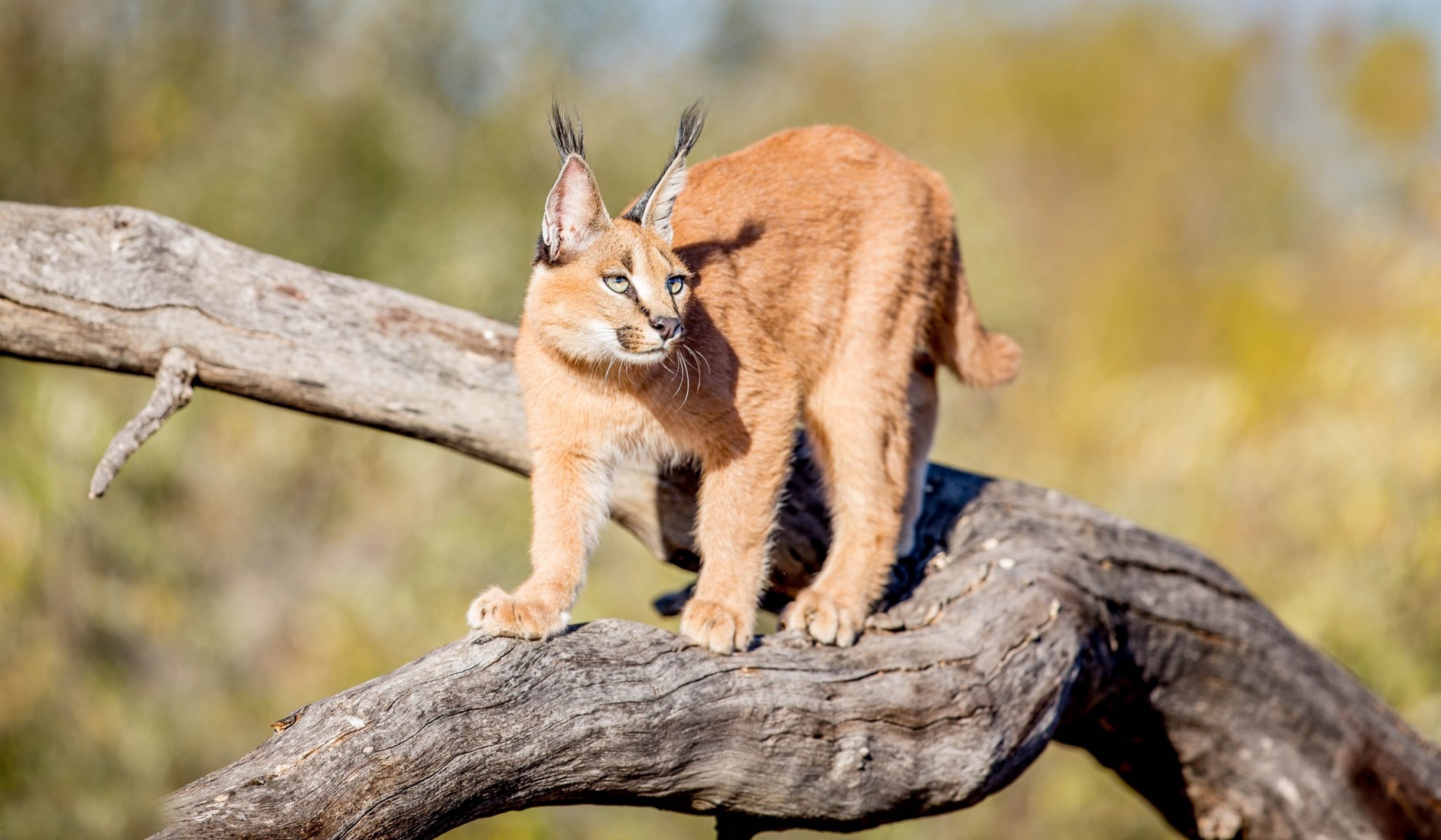 caracal bellezza grazia