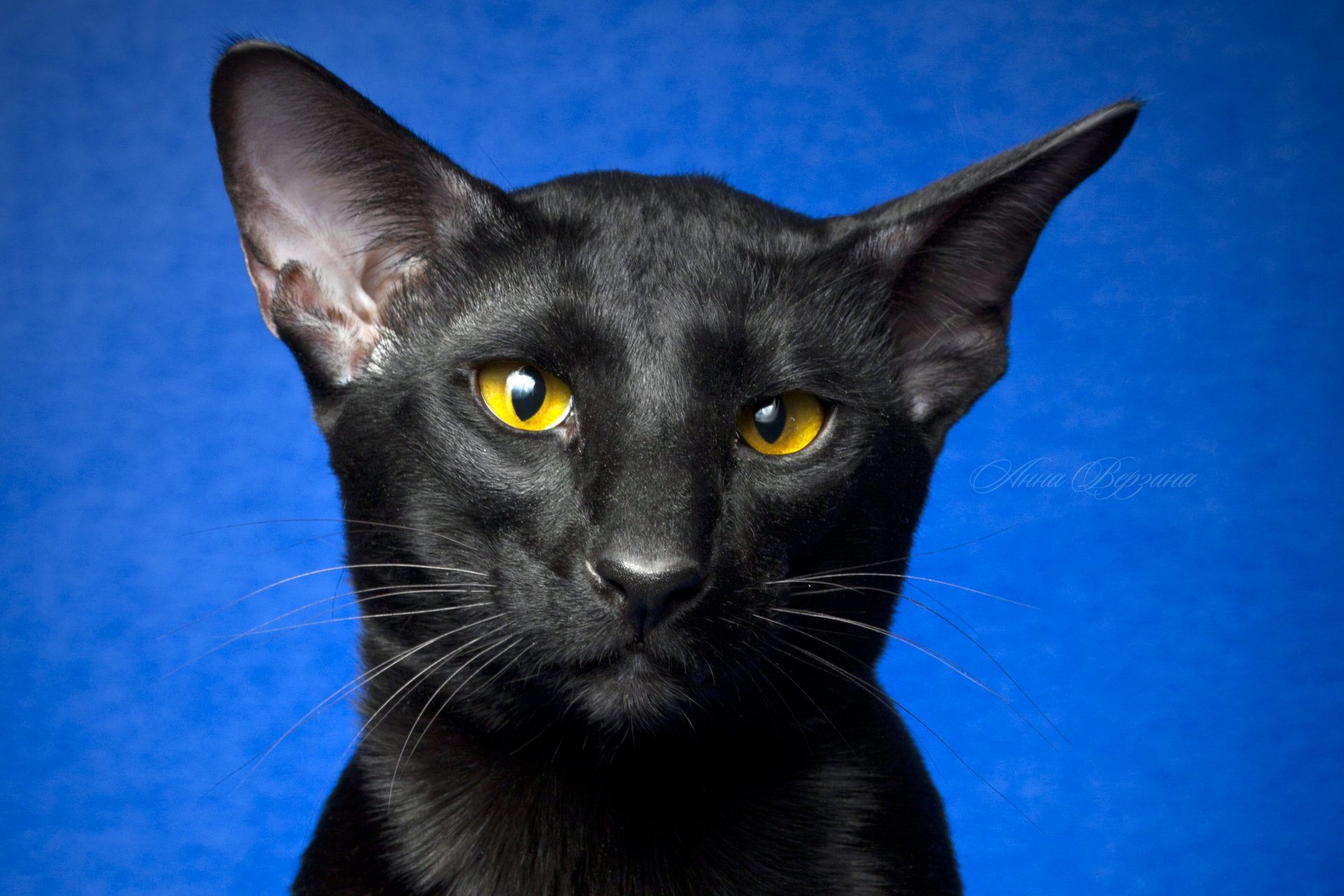 gato negro gato oriental ojos mirada fondo azul