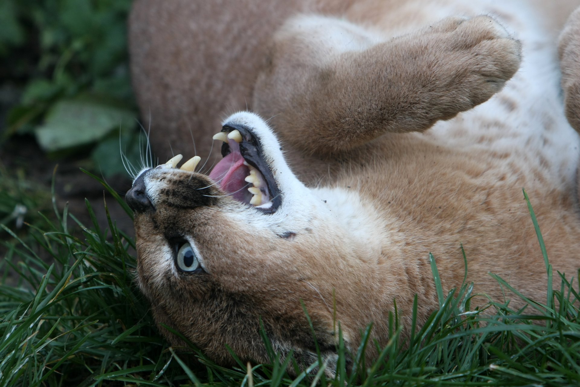 caracal steppe lynx cat muzzle grass fang