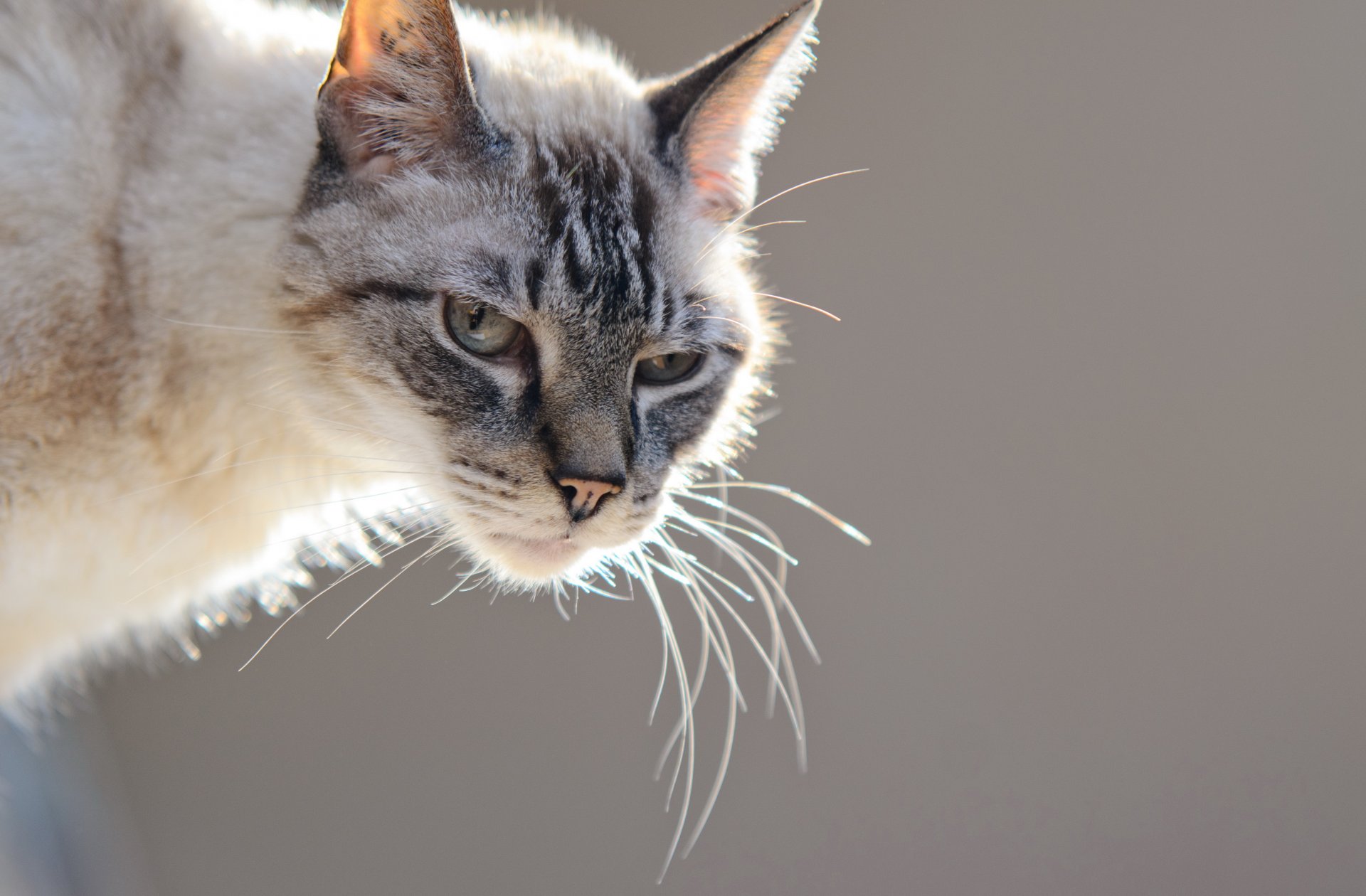 chat vue fond