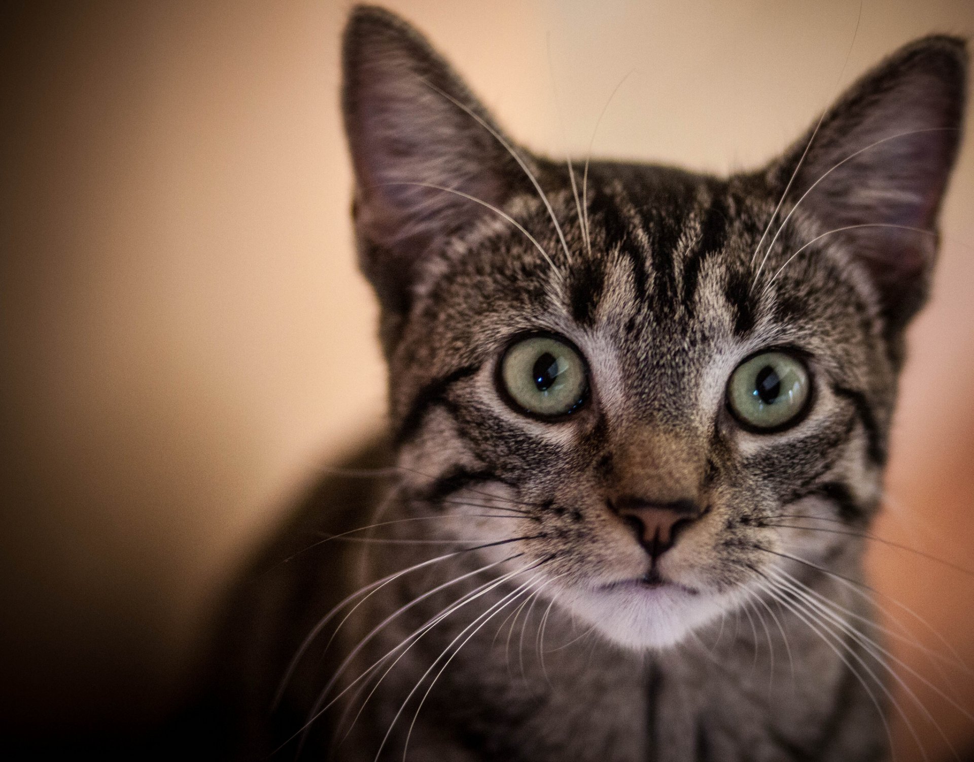 cat kitten curiosity portrait