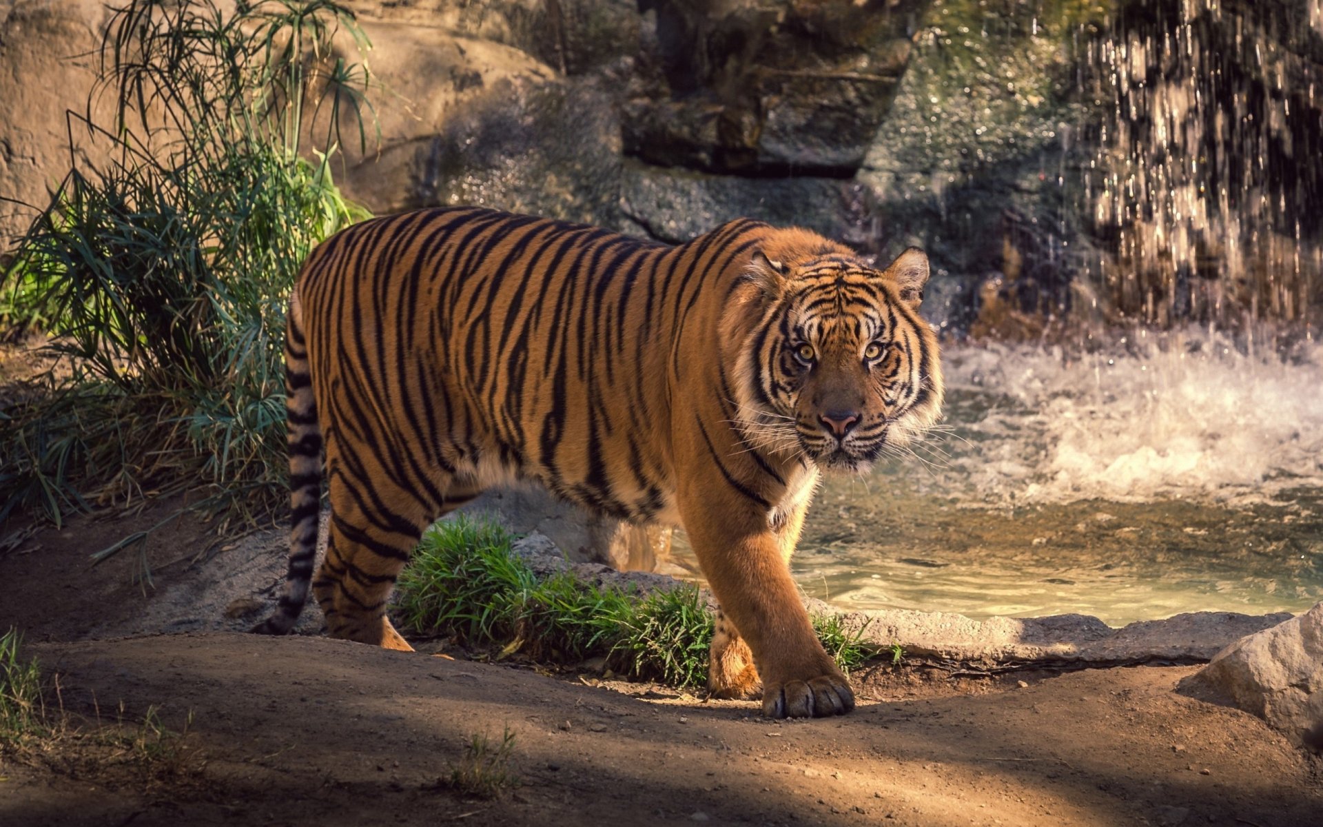 animali gatto tigre passeggiata passo vista attenzione verde erba acqua spruzzi spruzzi cascata