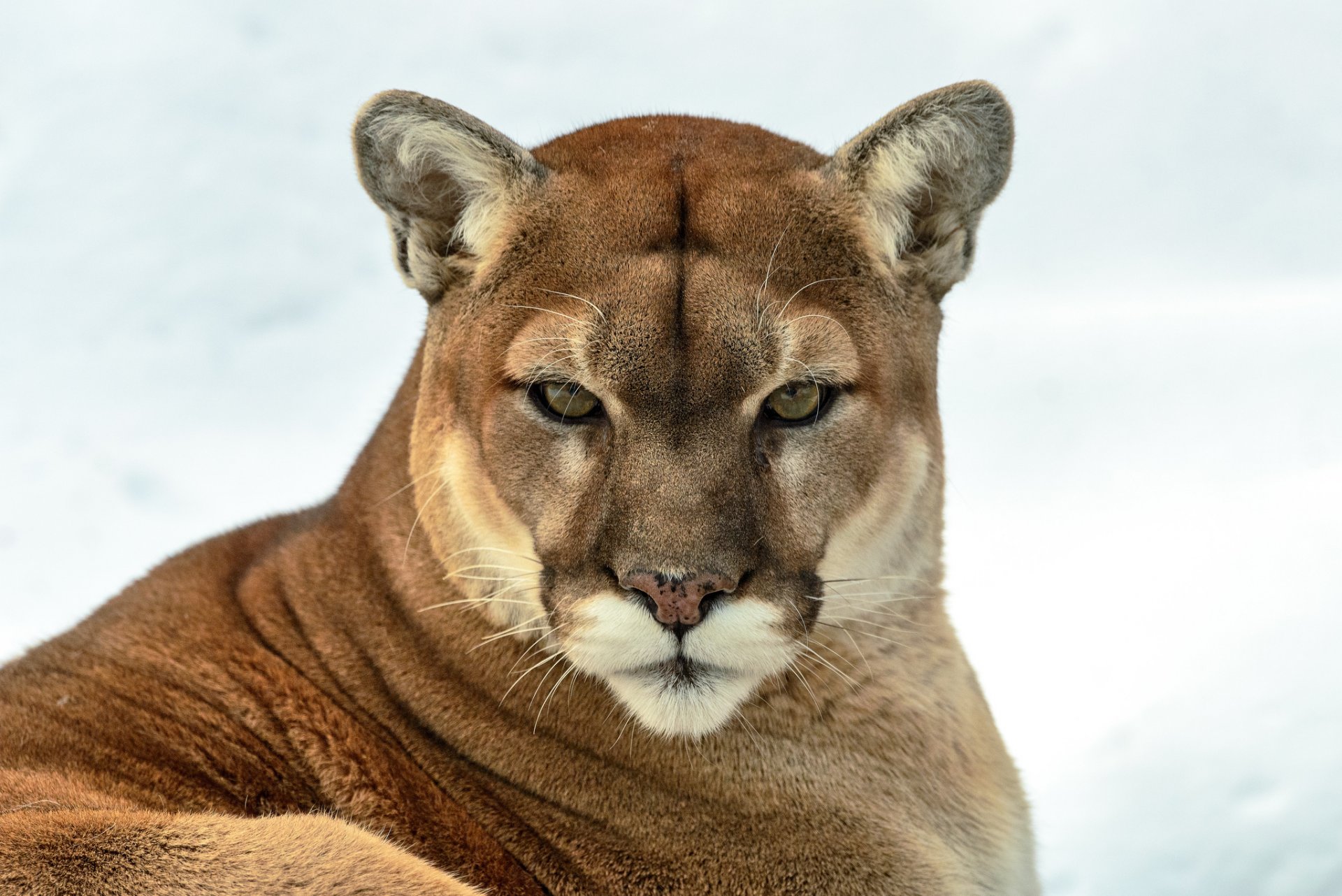 puma puma berglöwe wildkatze raubtier blick