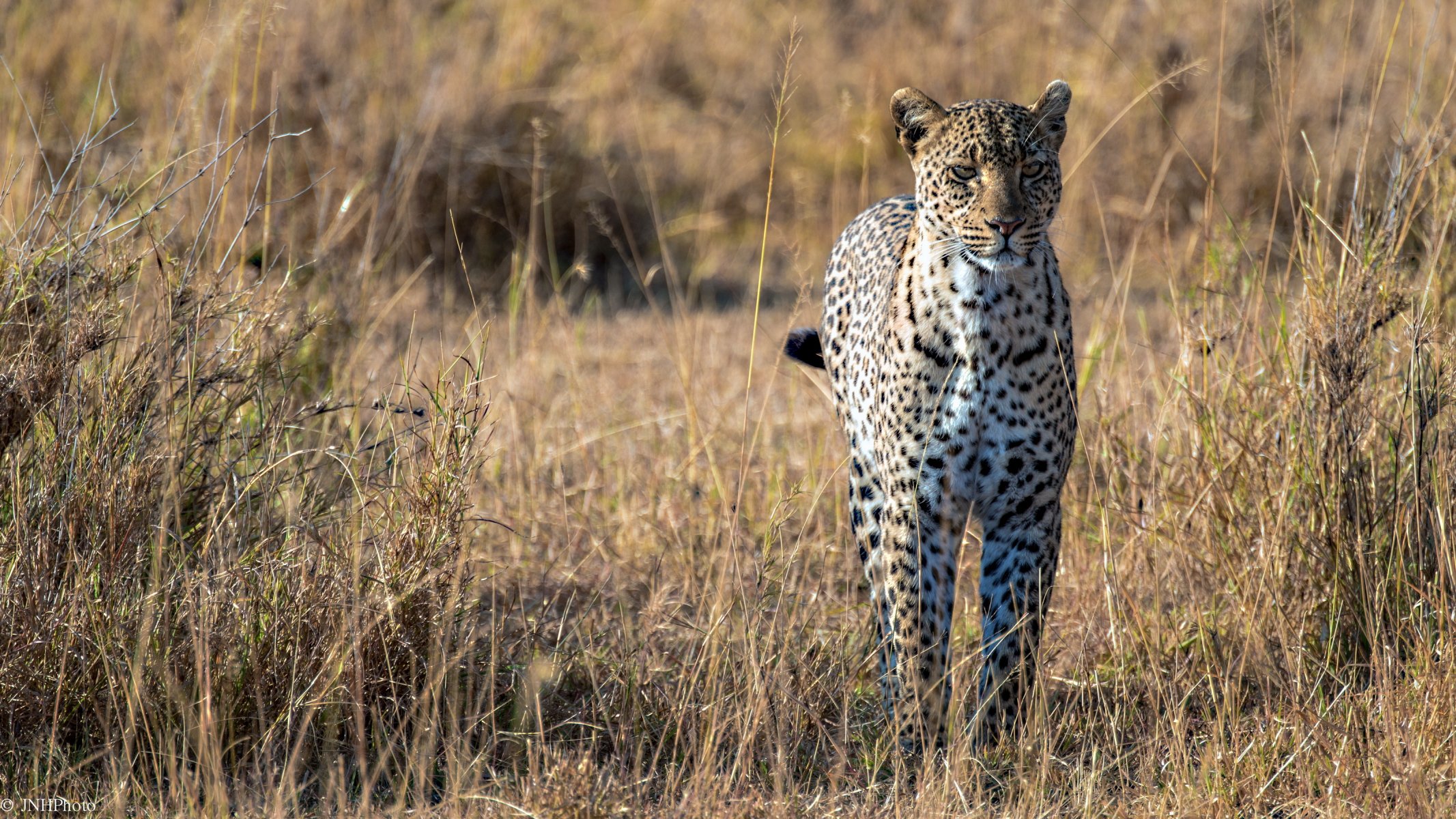 leopardo africa savana predatore grande gatto