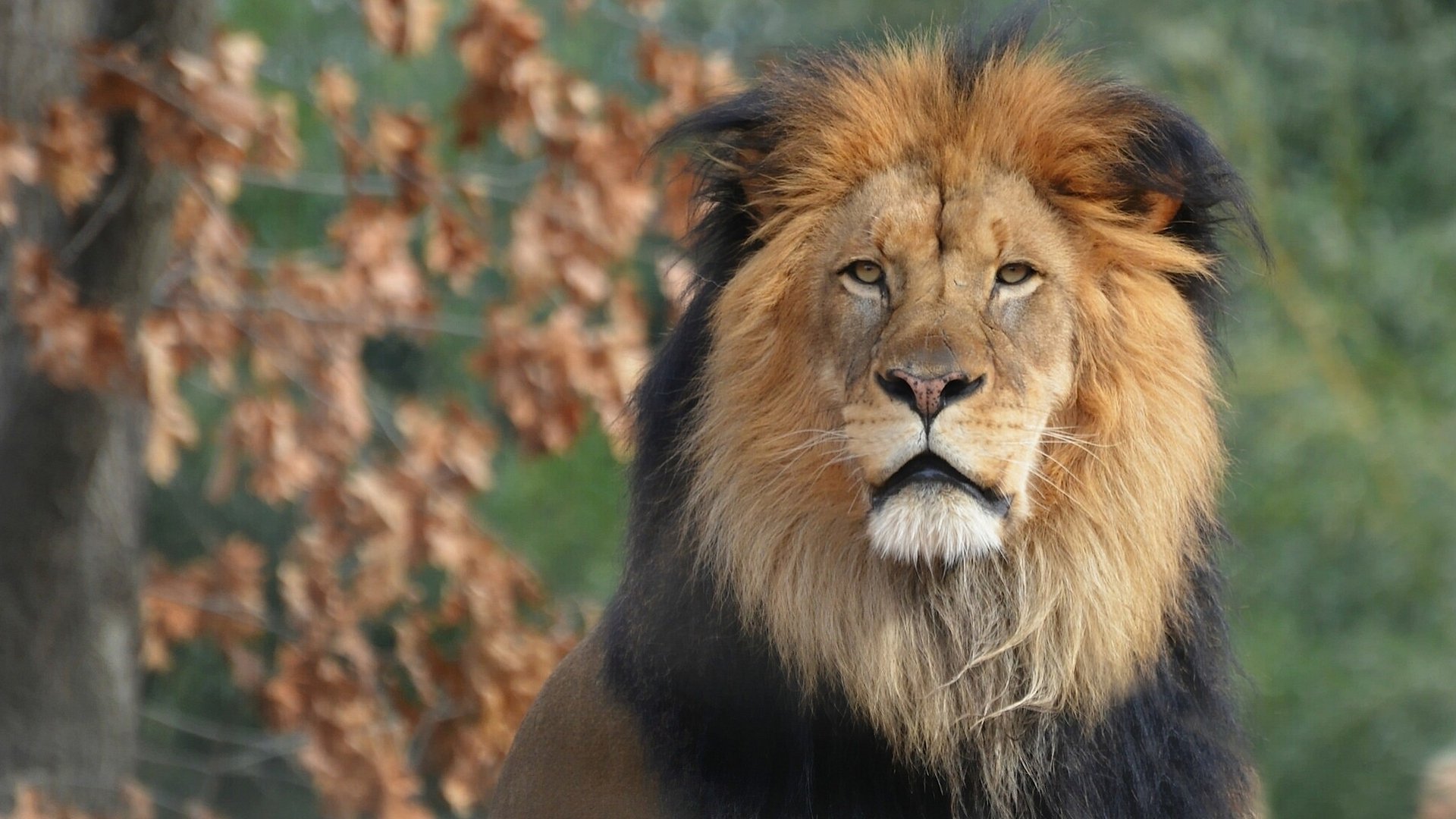 león rey de las bestias melena retrato