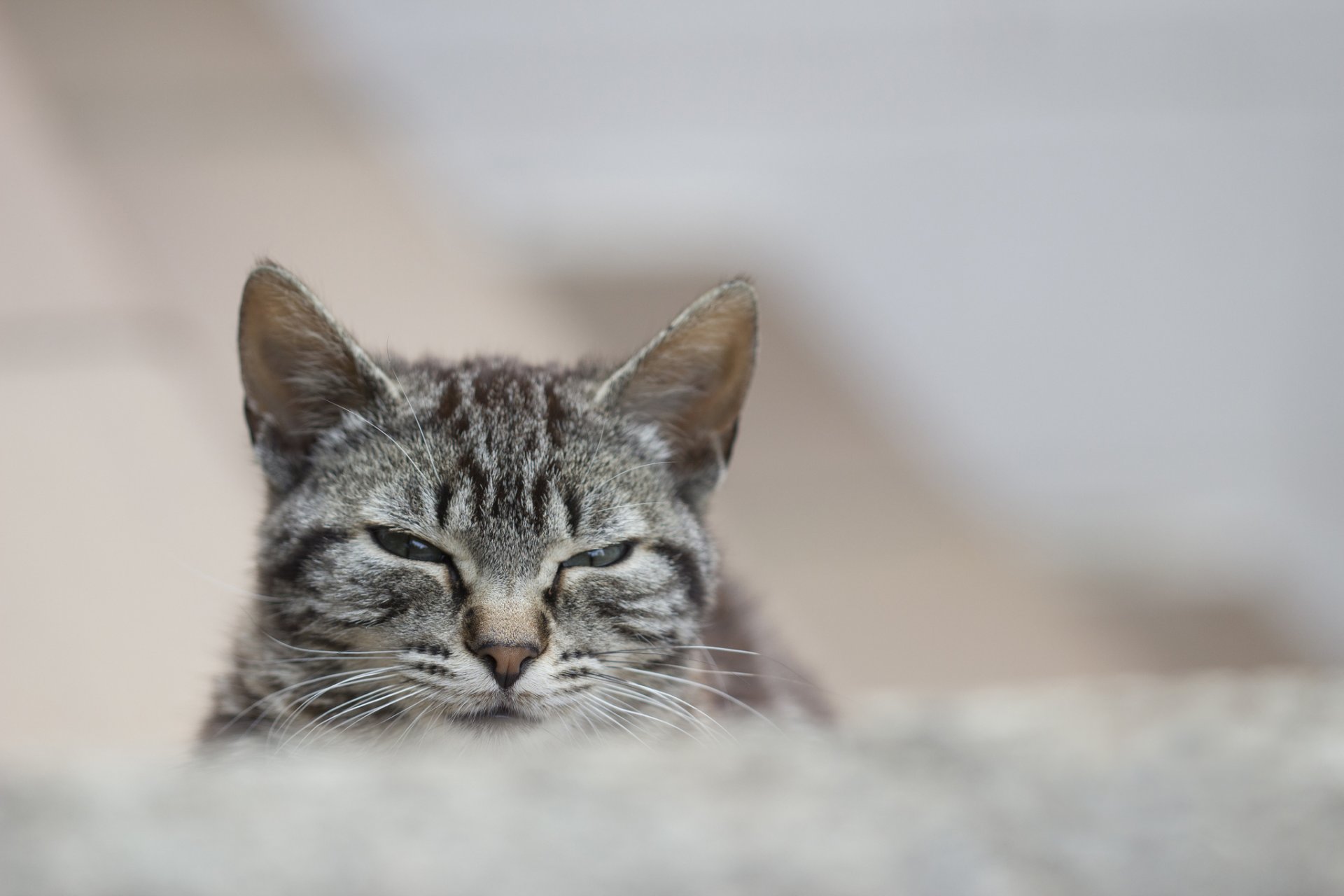 cat cat gray striped look portrait