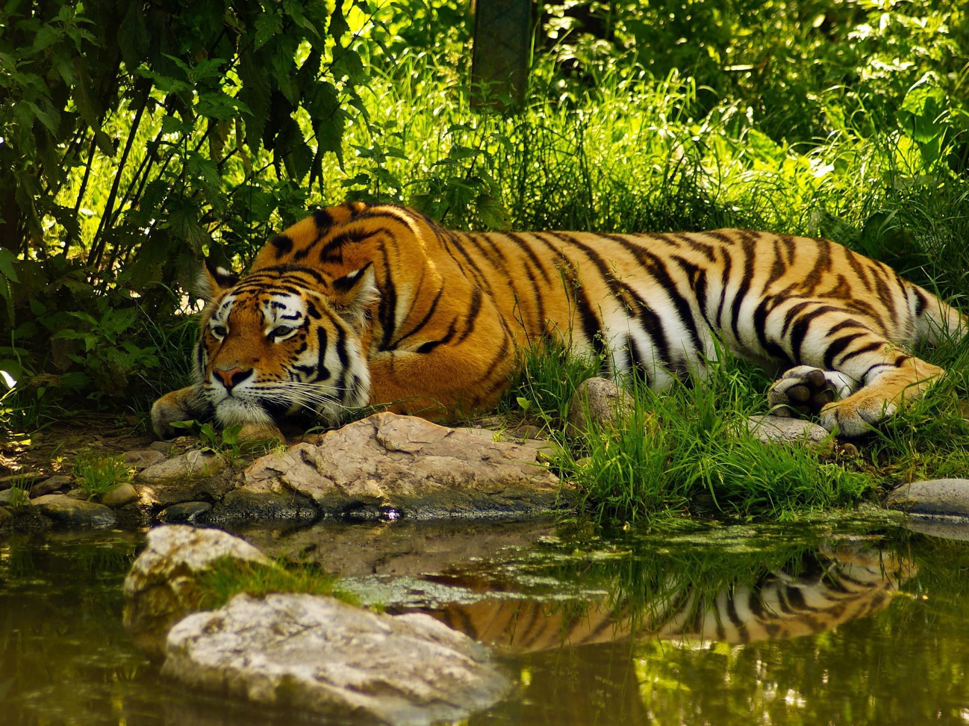 tiger sleeping is grass water