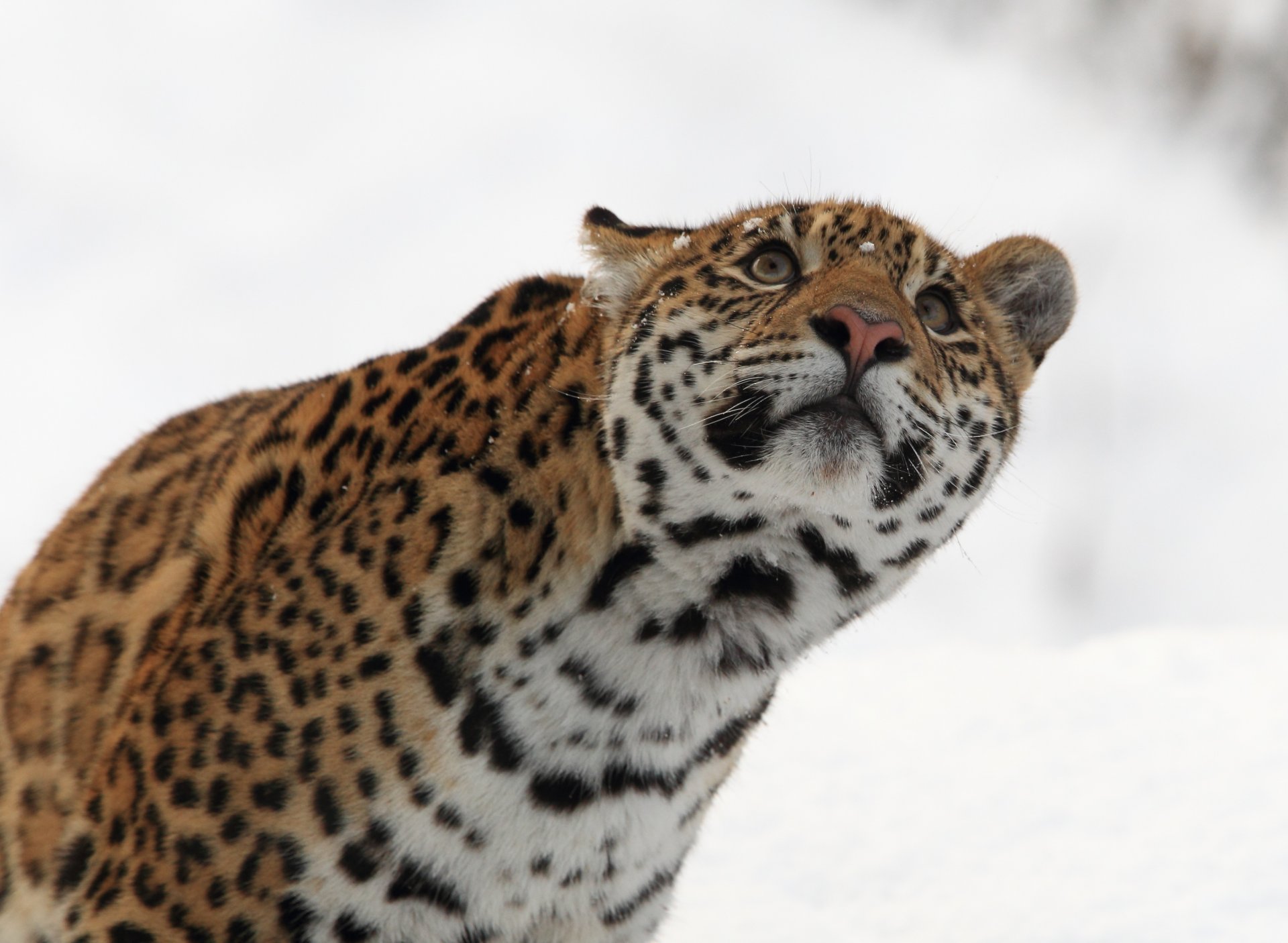 jaguar gato salvaje depredador hocico invierno mirada hacia arriba