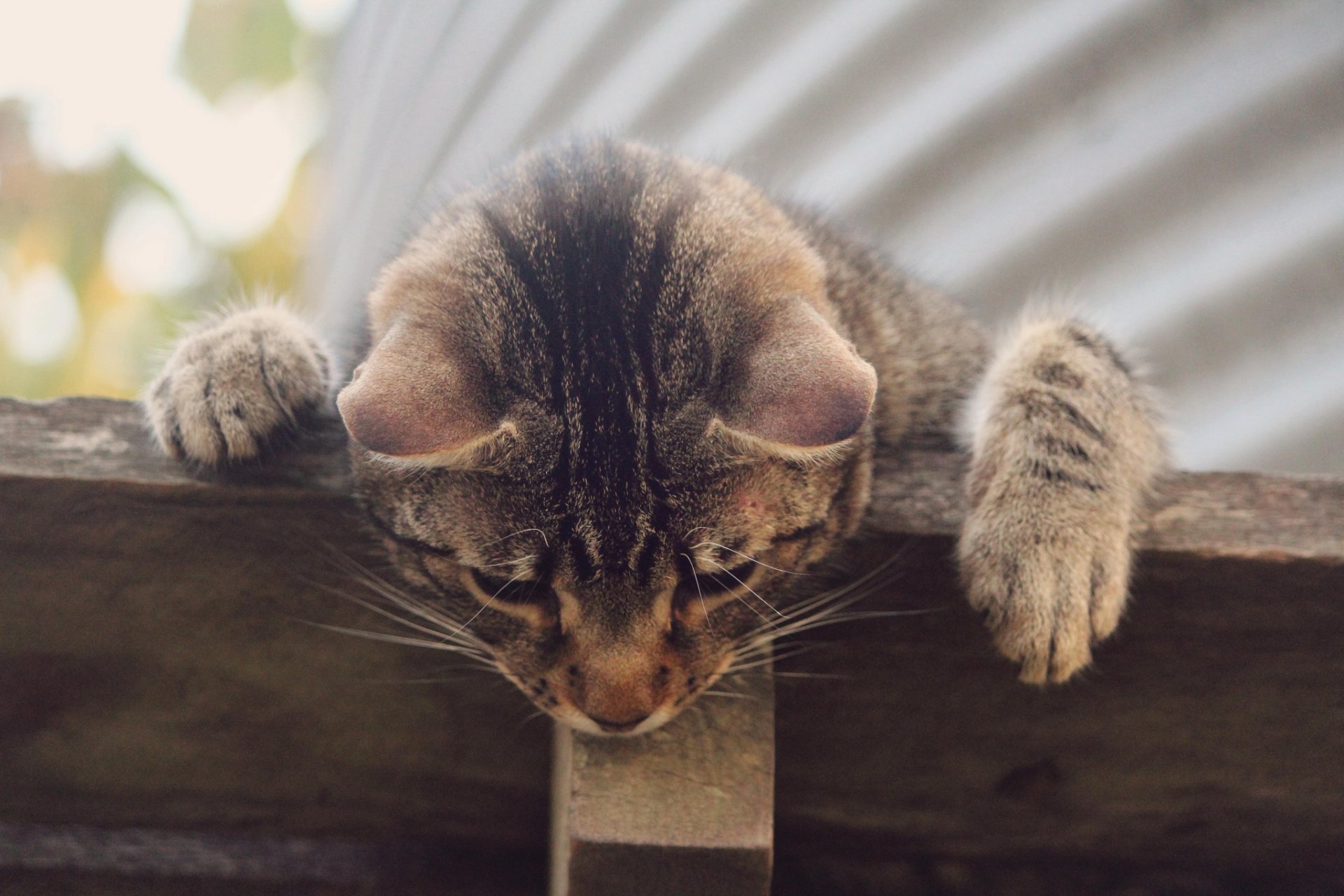 chat gris rayé curiosité