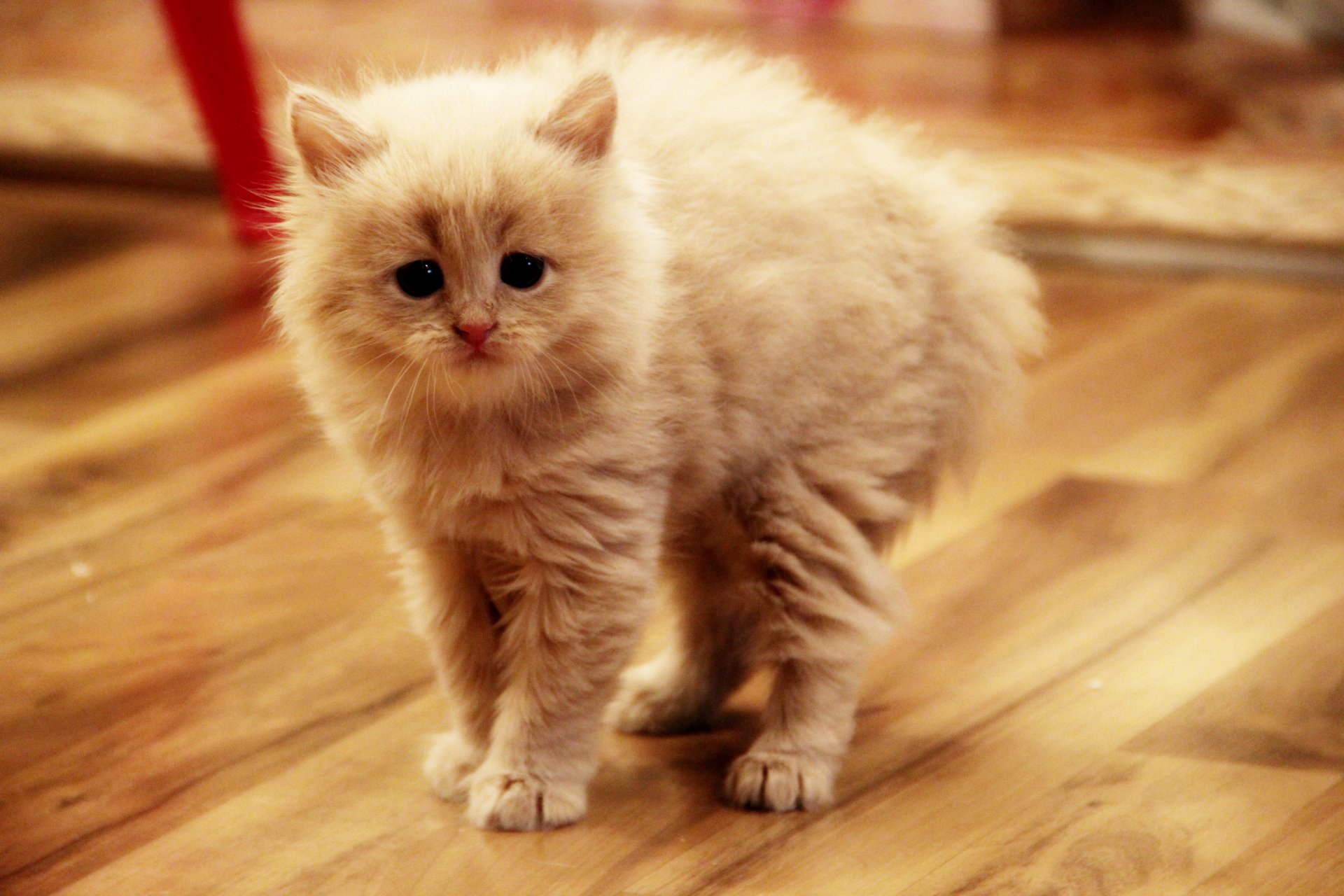 gatto gattino inarca la schiena