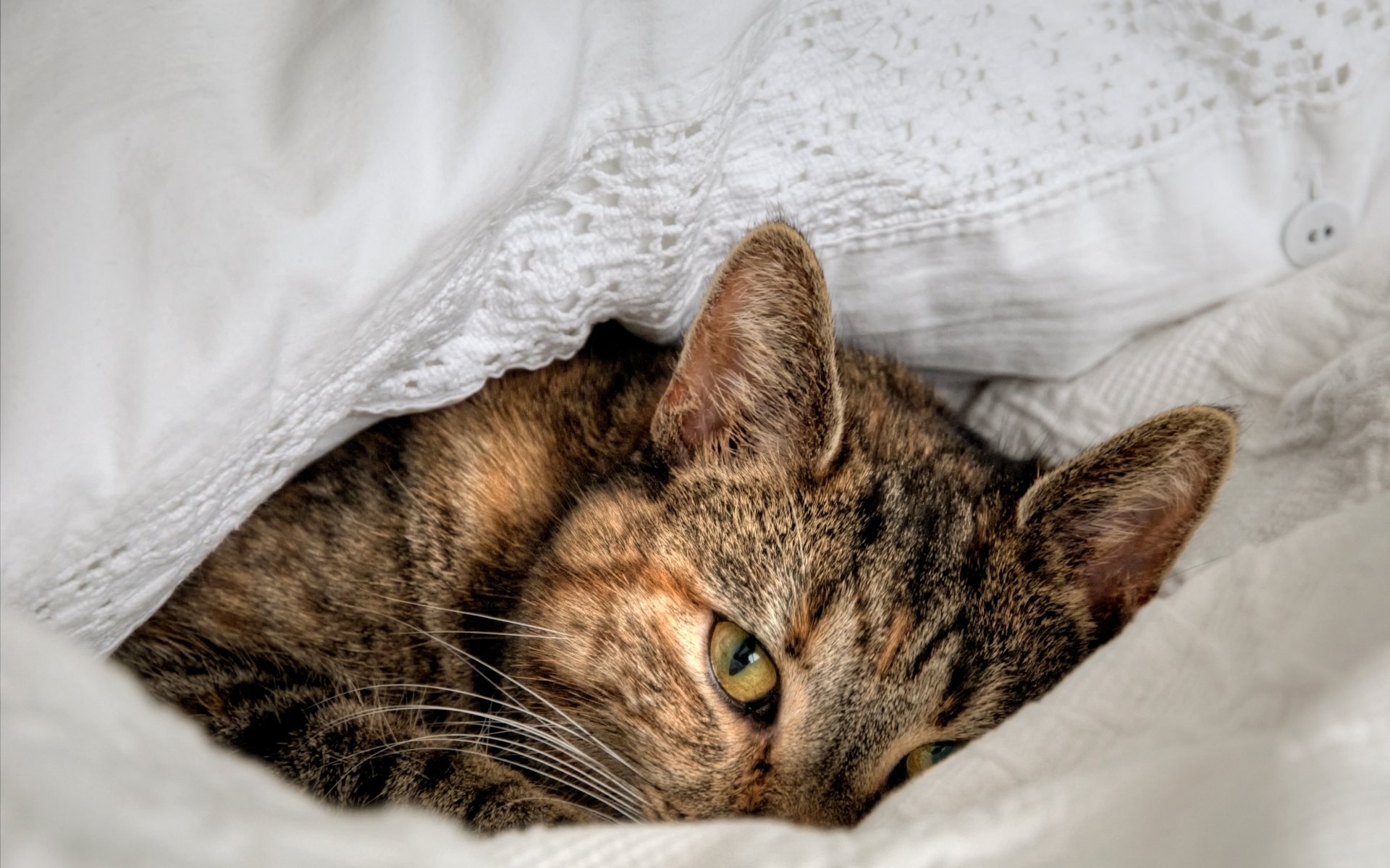 gatto gatto si trova bestia occhio sguardo sfondo carta da parati widescreen a schermo intero widescreen widescreen