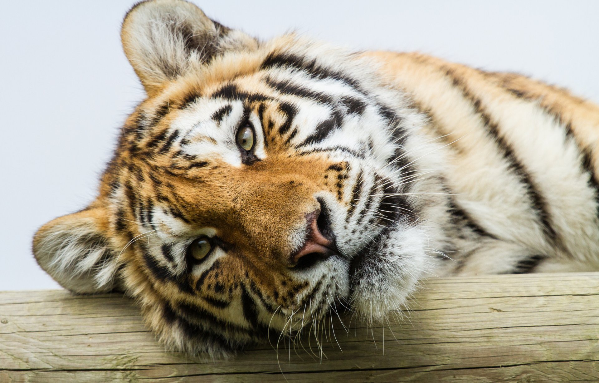 tigre de l amour chat vue tigre portrait