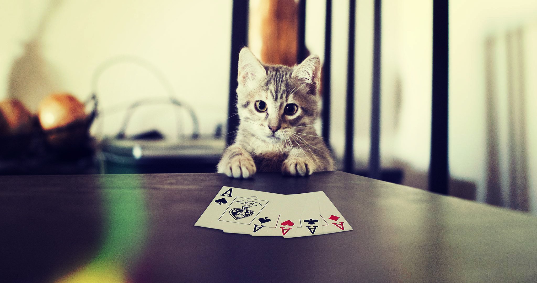 gatto gatto carte zampe poker