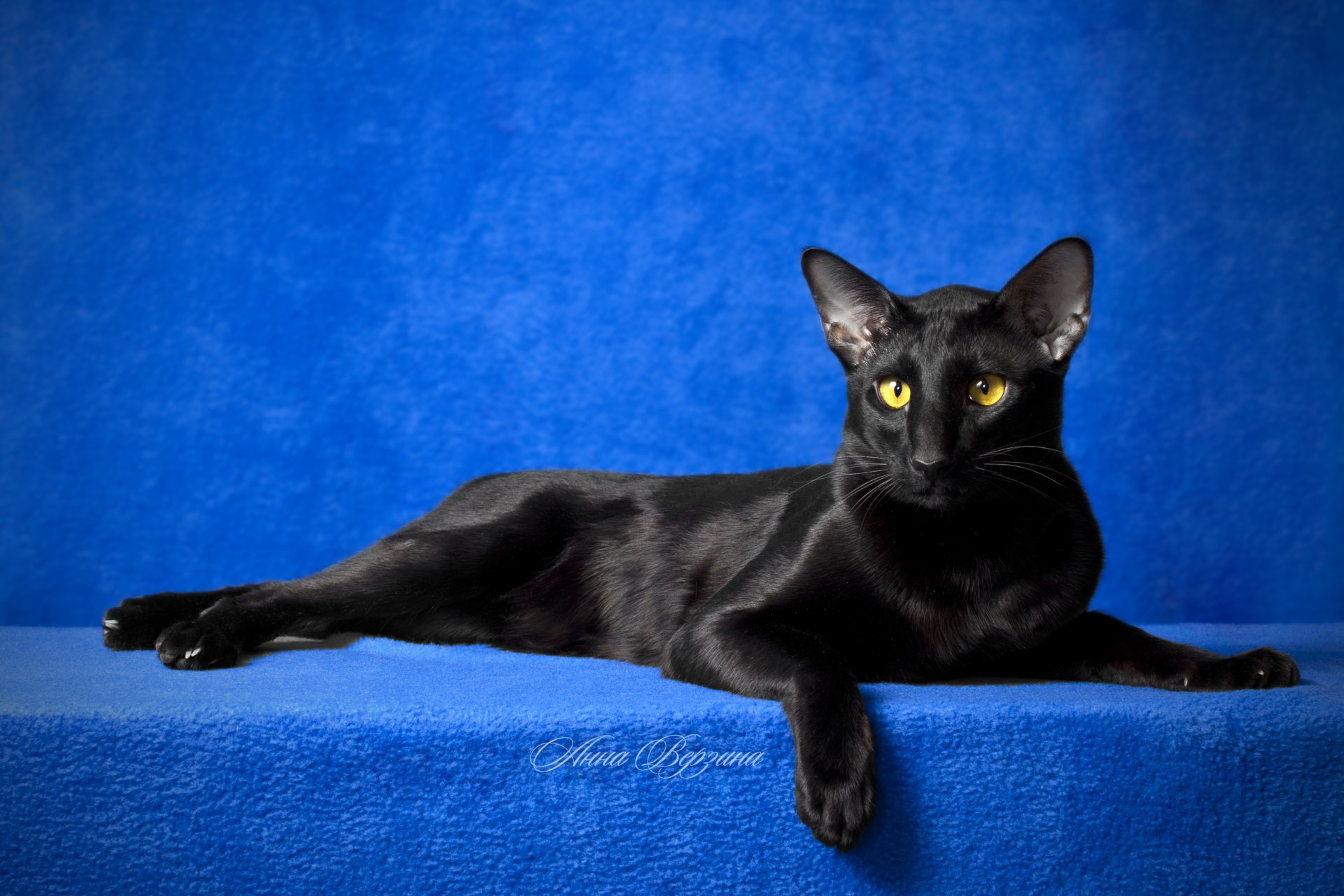 schwarze katze katze orient augen blick blauer hintergrund