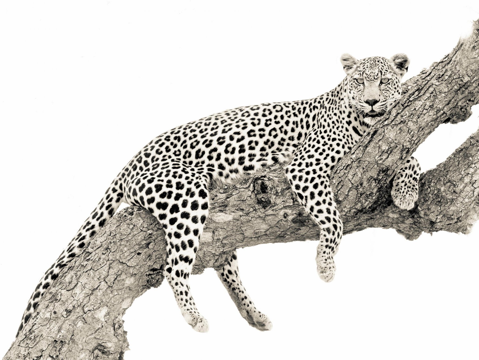 leopard tree background