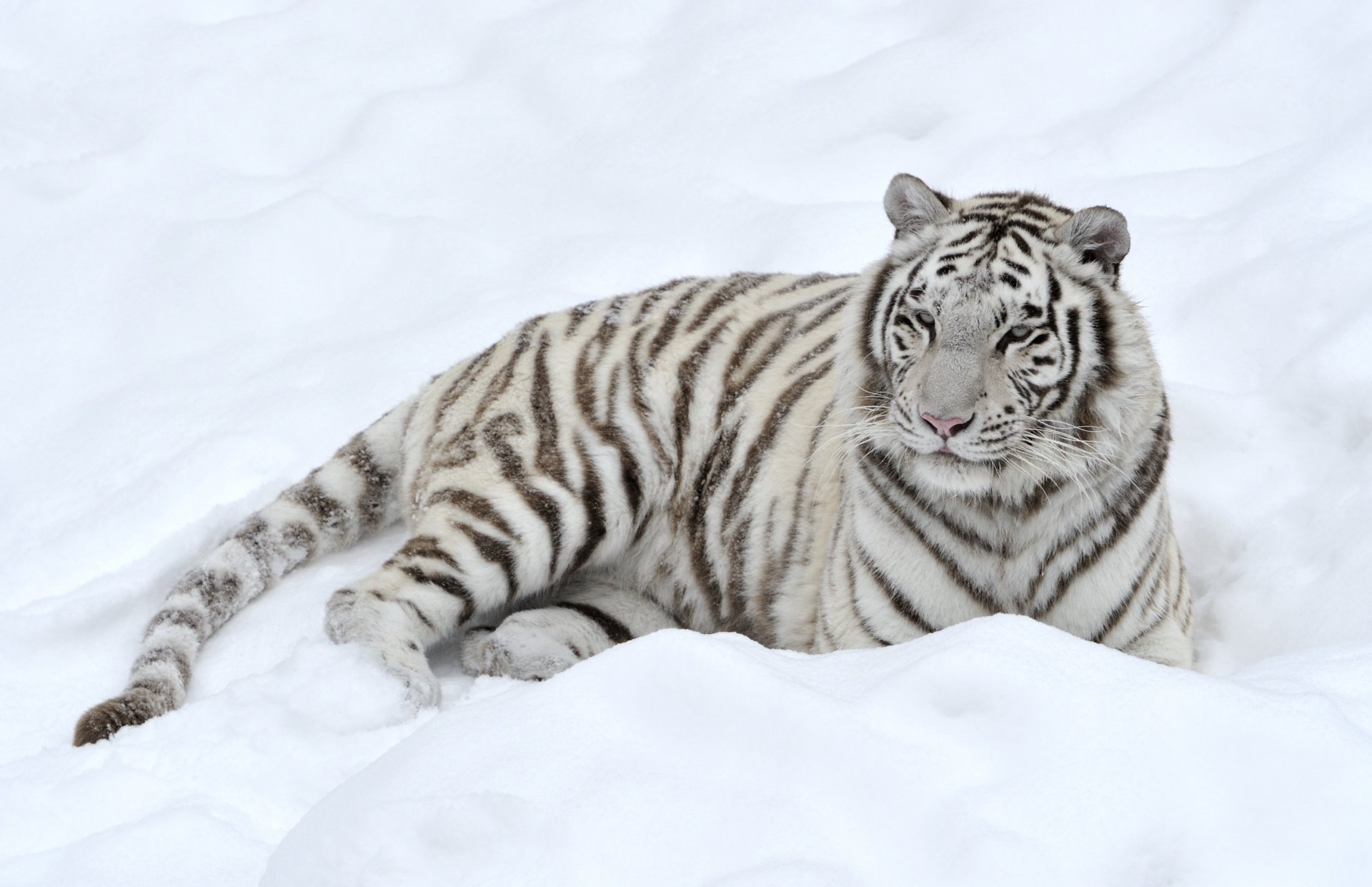 tigre prédateur neige blanc