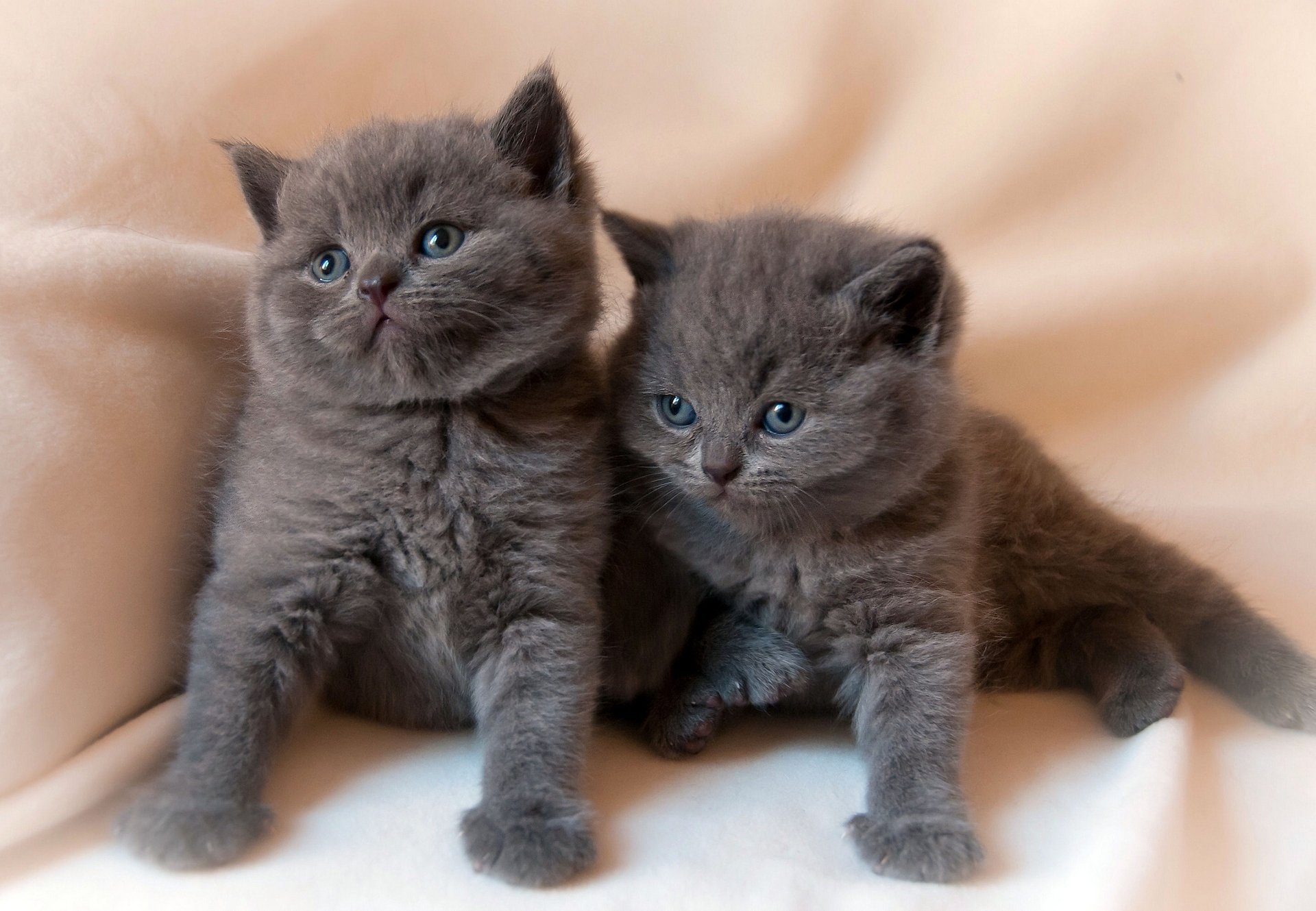 chatons bébés jumeaux