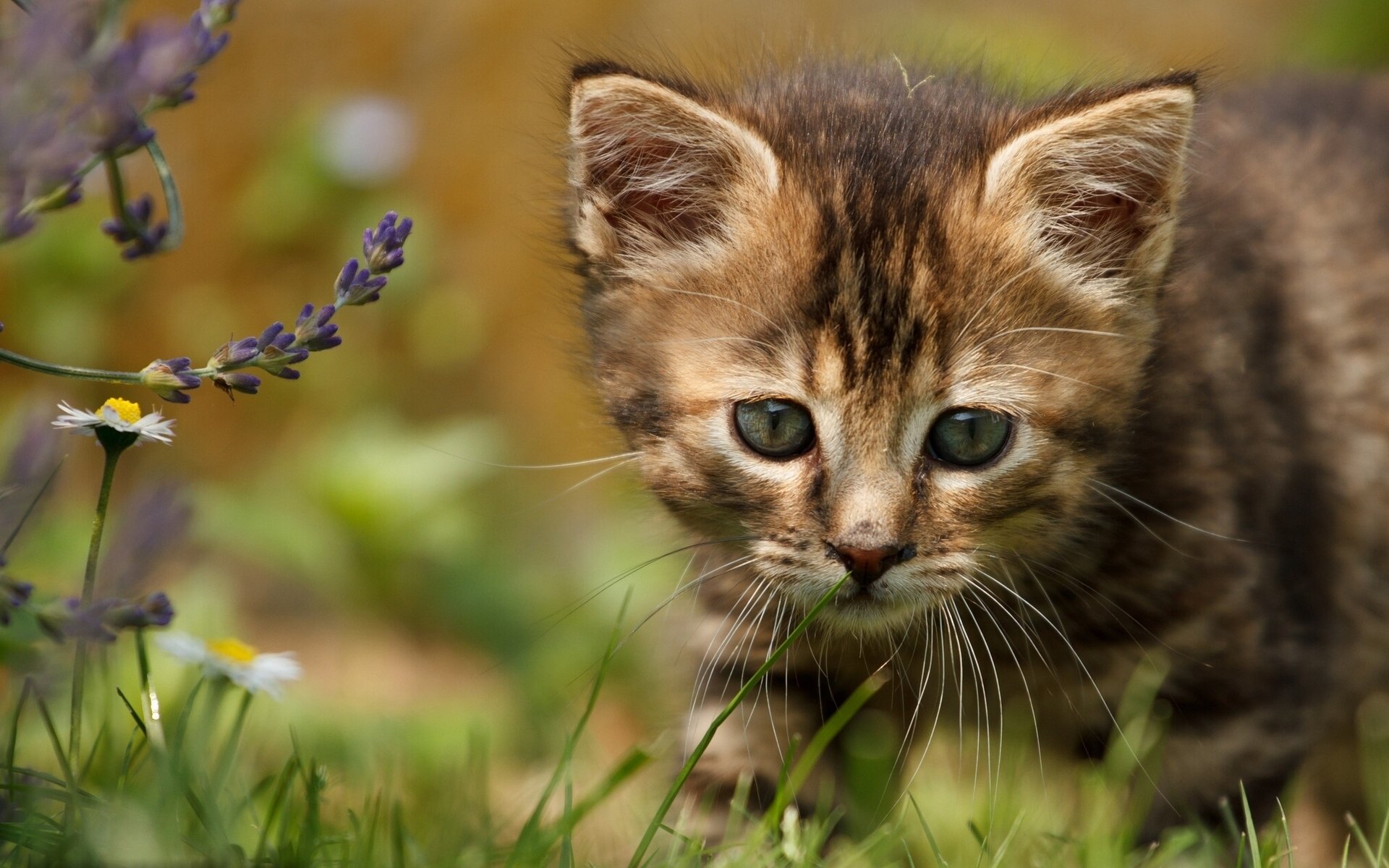 bébé fleurs