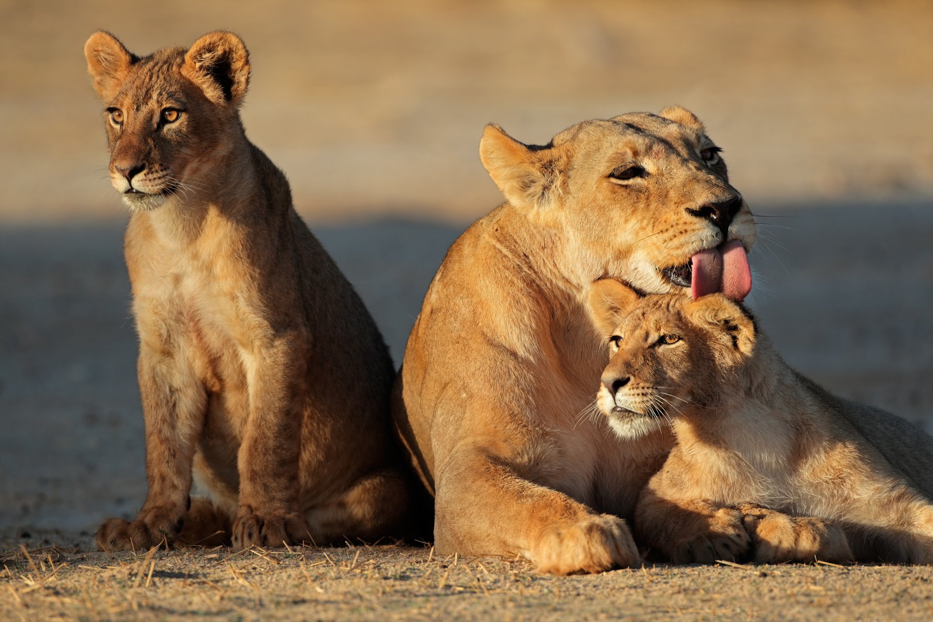 lioness cat cubs family english washing