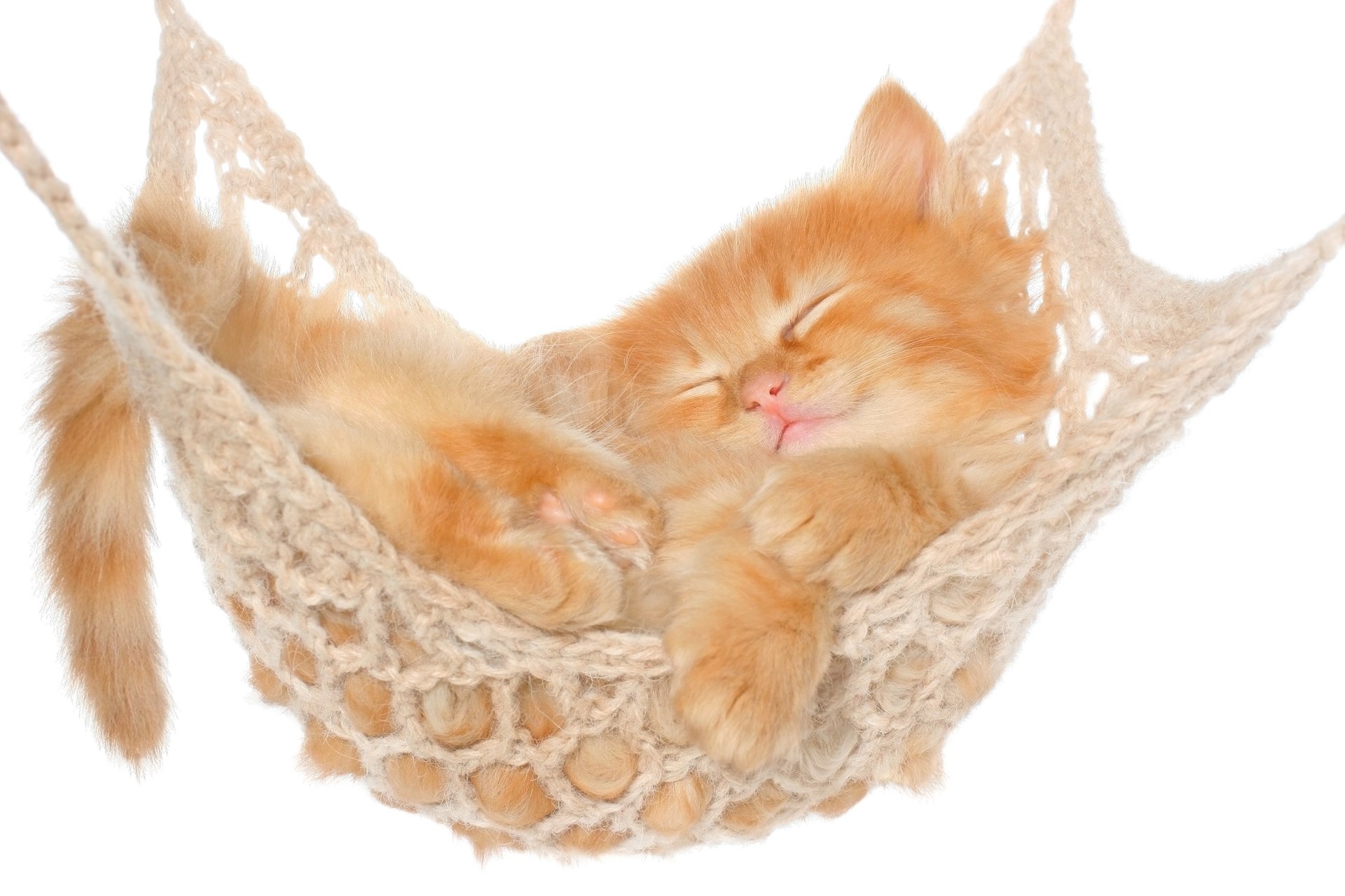 animals cat kitten red sleeping