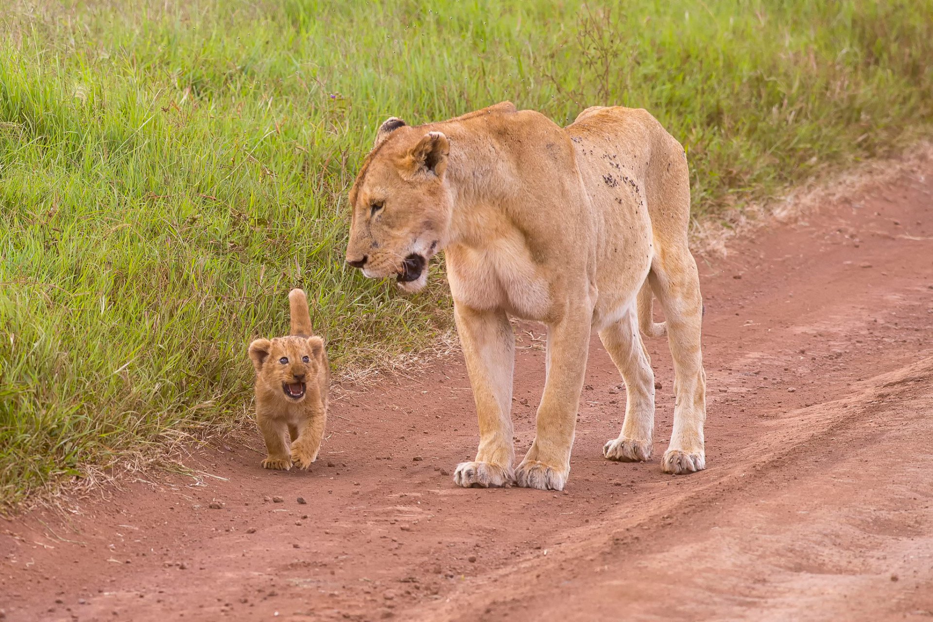 lionne mère & amp; bébé