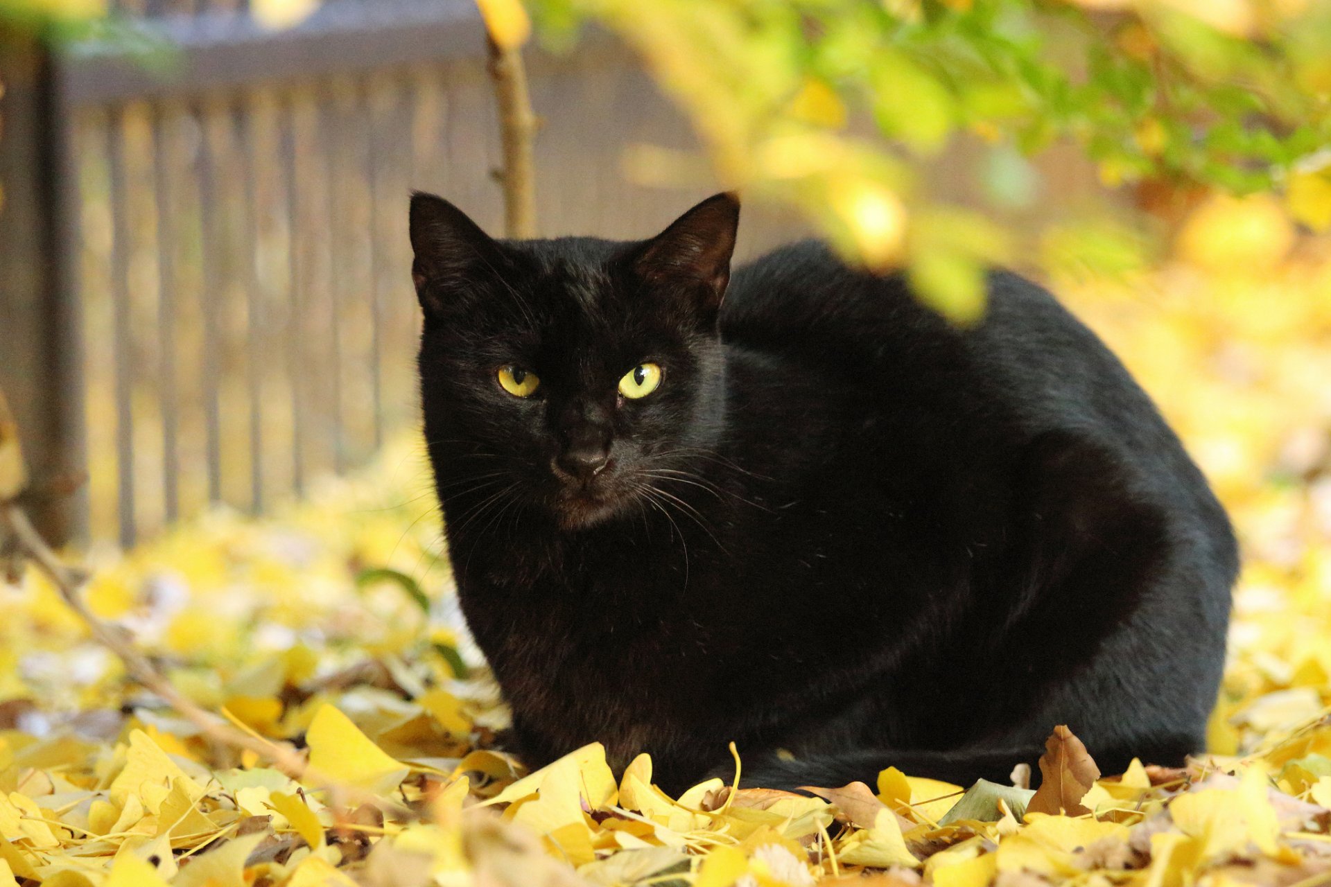 leaves yellow autumn cat black