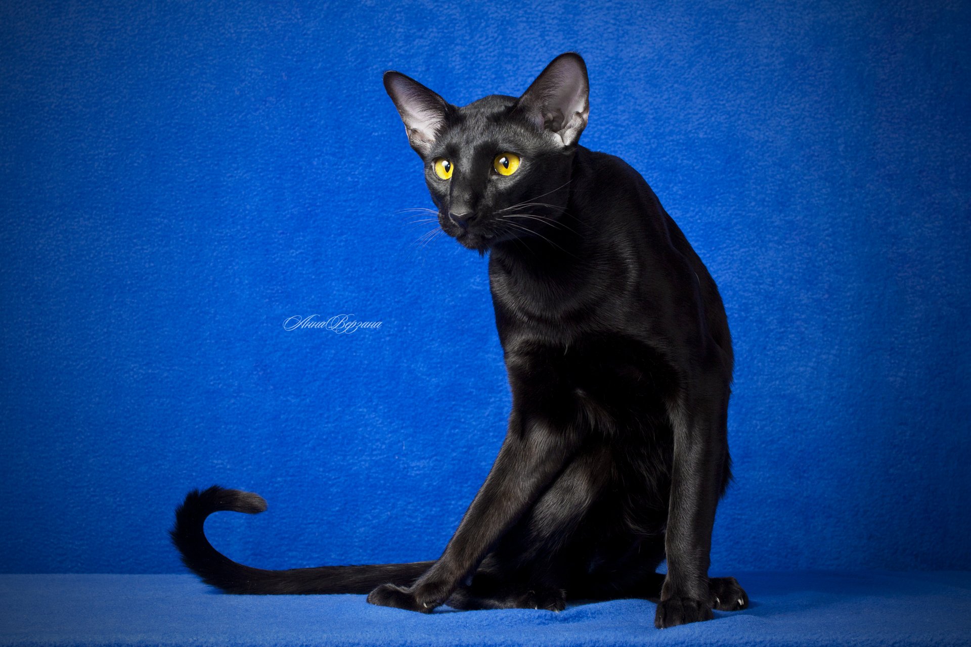 schwarze katze katze orient augen blick blauer hintergrund