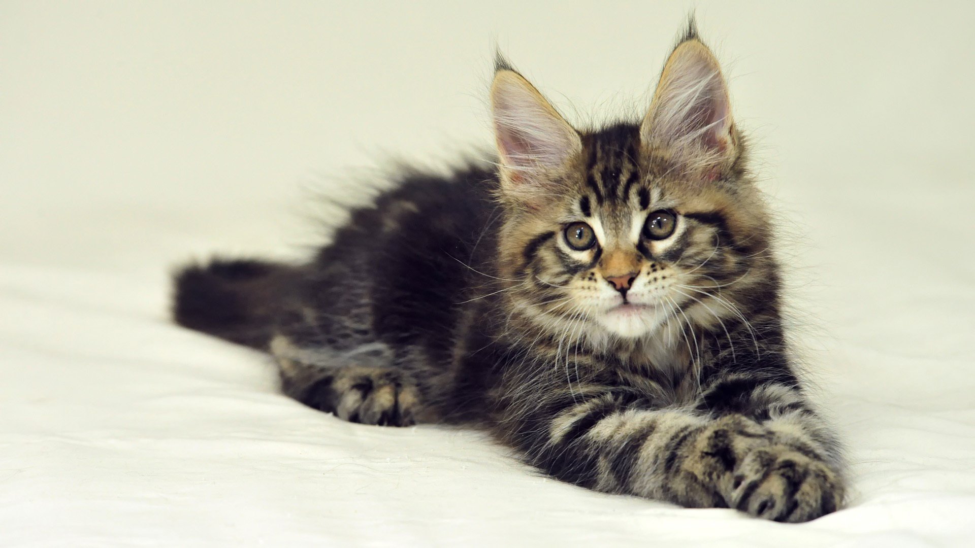 maine coon cat kitten is background