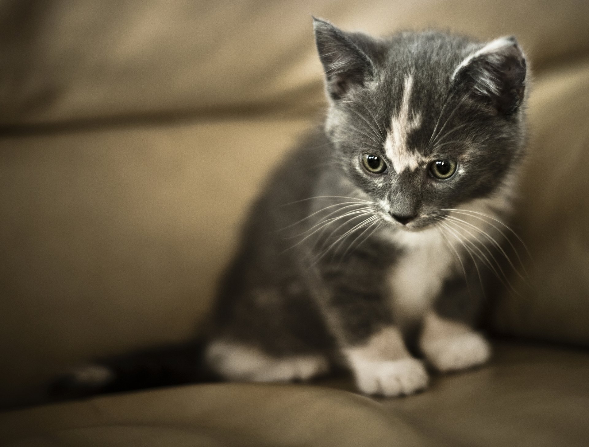 chaton enfant gris-blanc regard