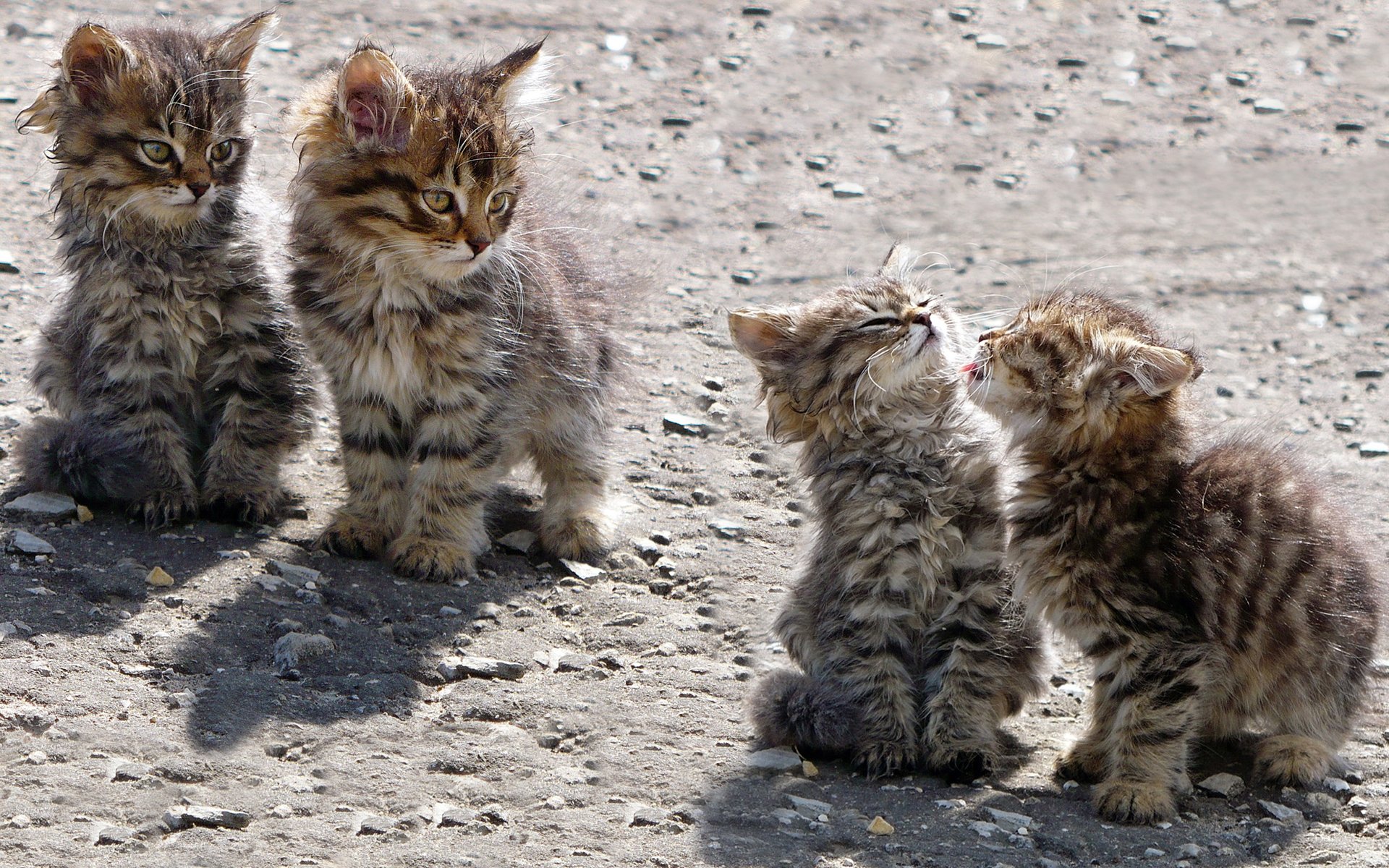 gatitos jugando niños de la calle