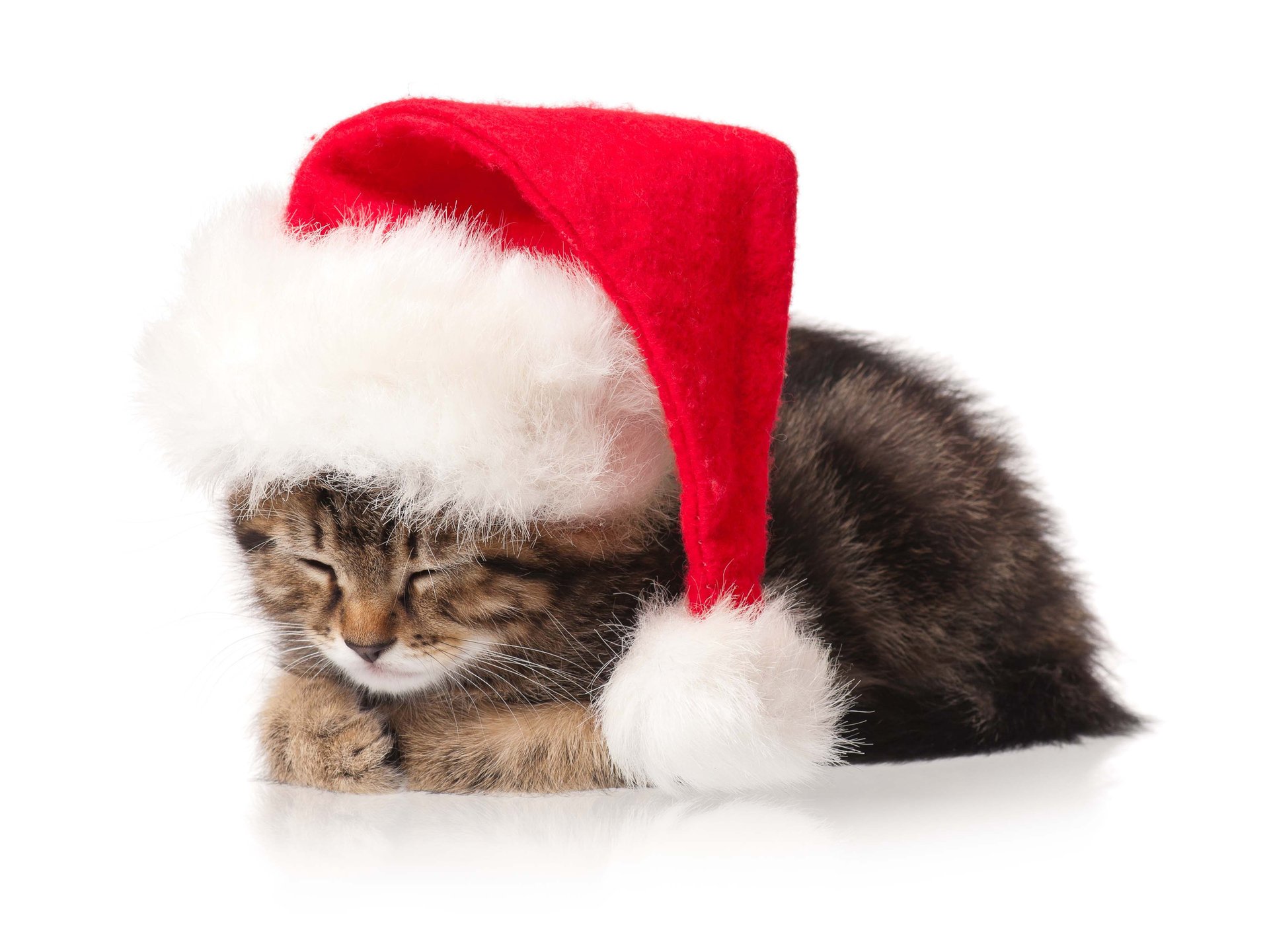 cat kitten new year holidays christmas new year christmas cat