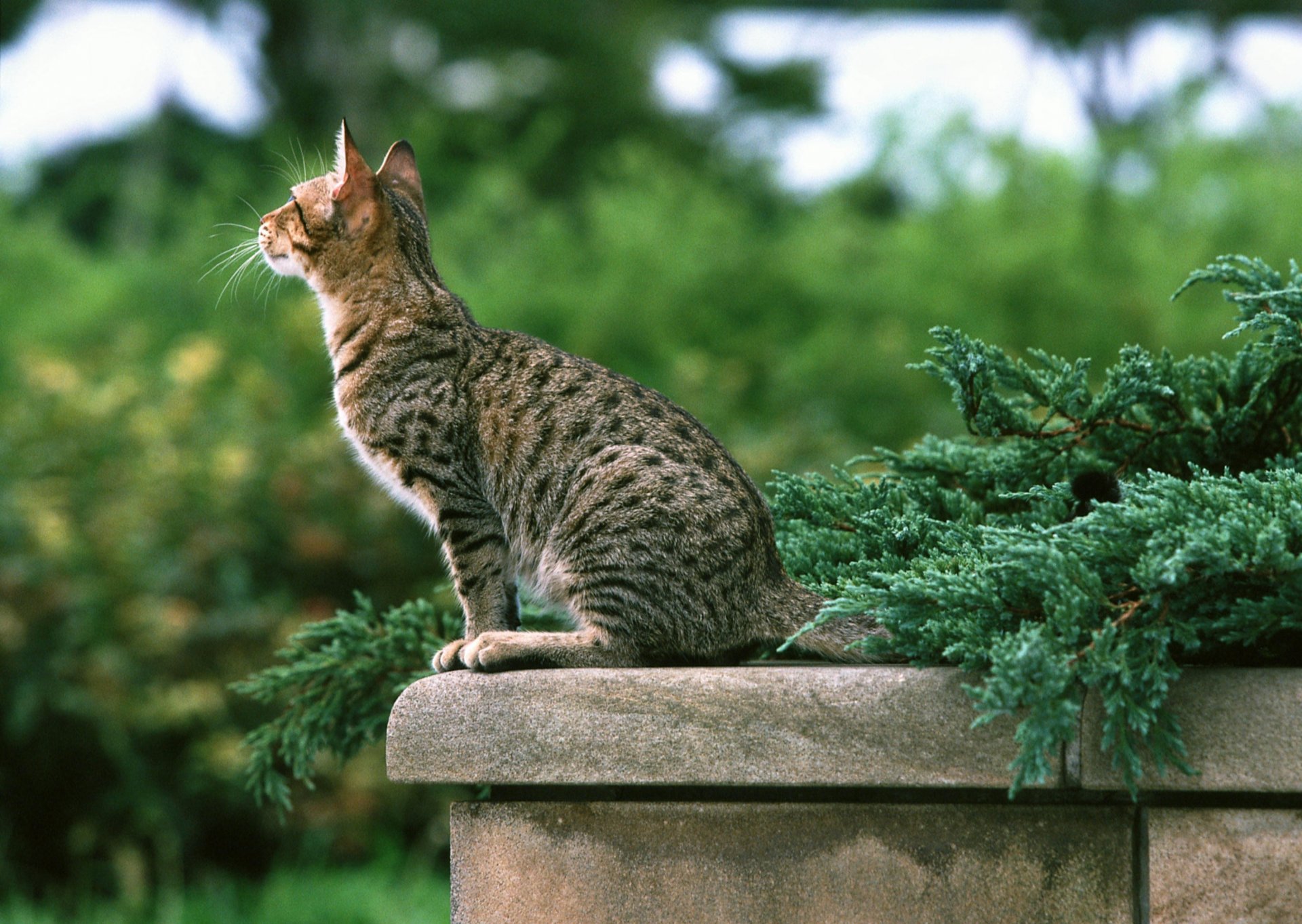 gato rayas parapeto verde