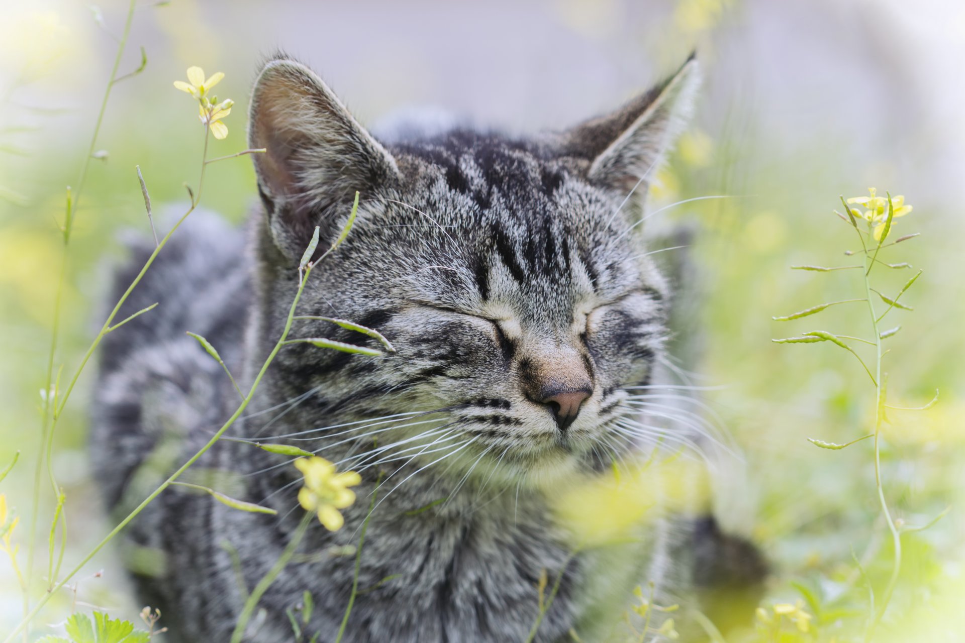 herbe fleurs chat chat gris rayé