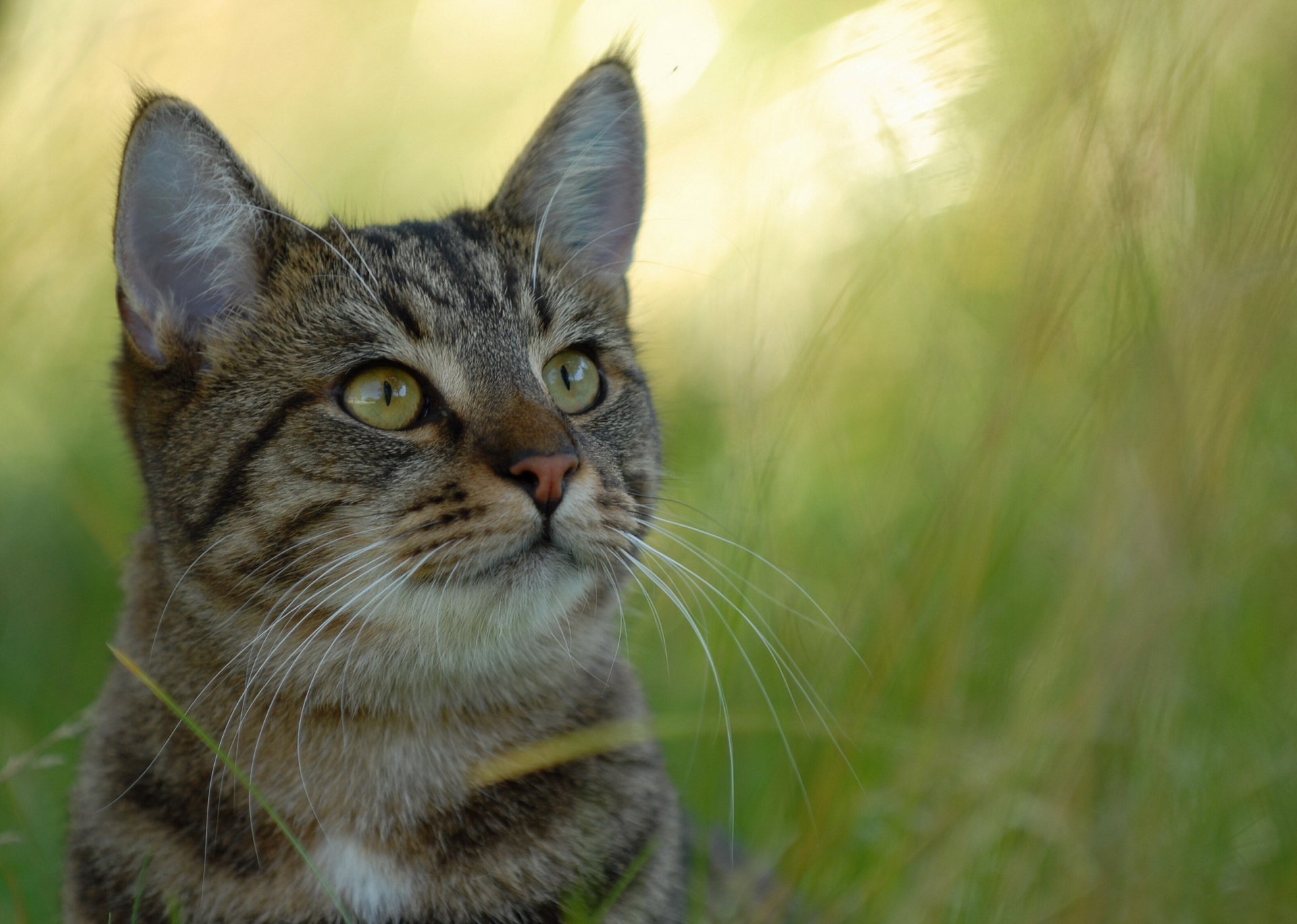 gatto grigio vista sfondo