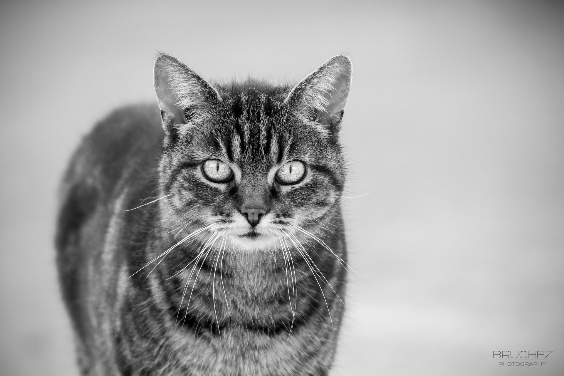 cat cat muzzle mustache black and white