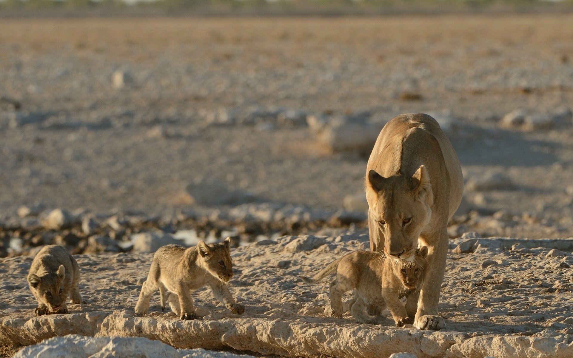 lions lioness lion cubs kittens babies cubs motherhood