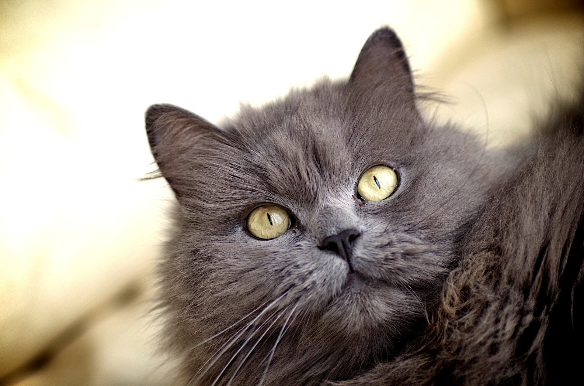 gato gato peludo gris ojos amarillo mirada