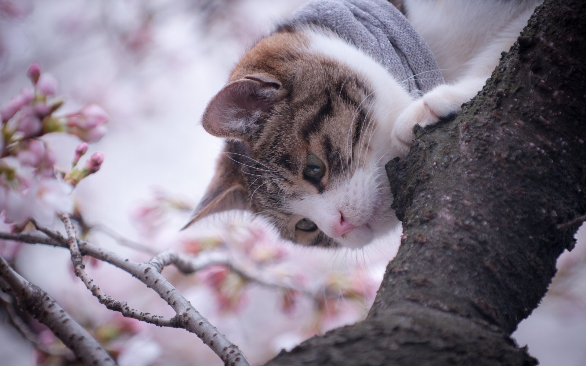 katze baum frühling