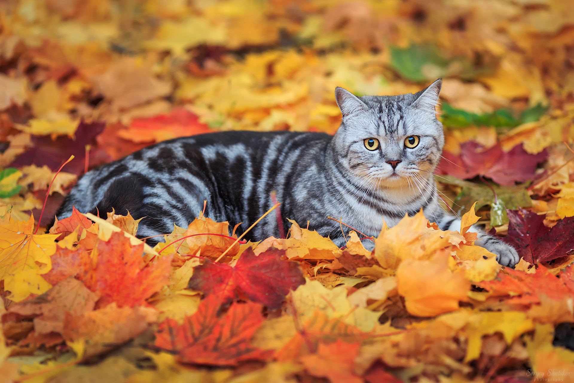 chat rayé feuilles