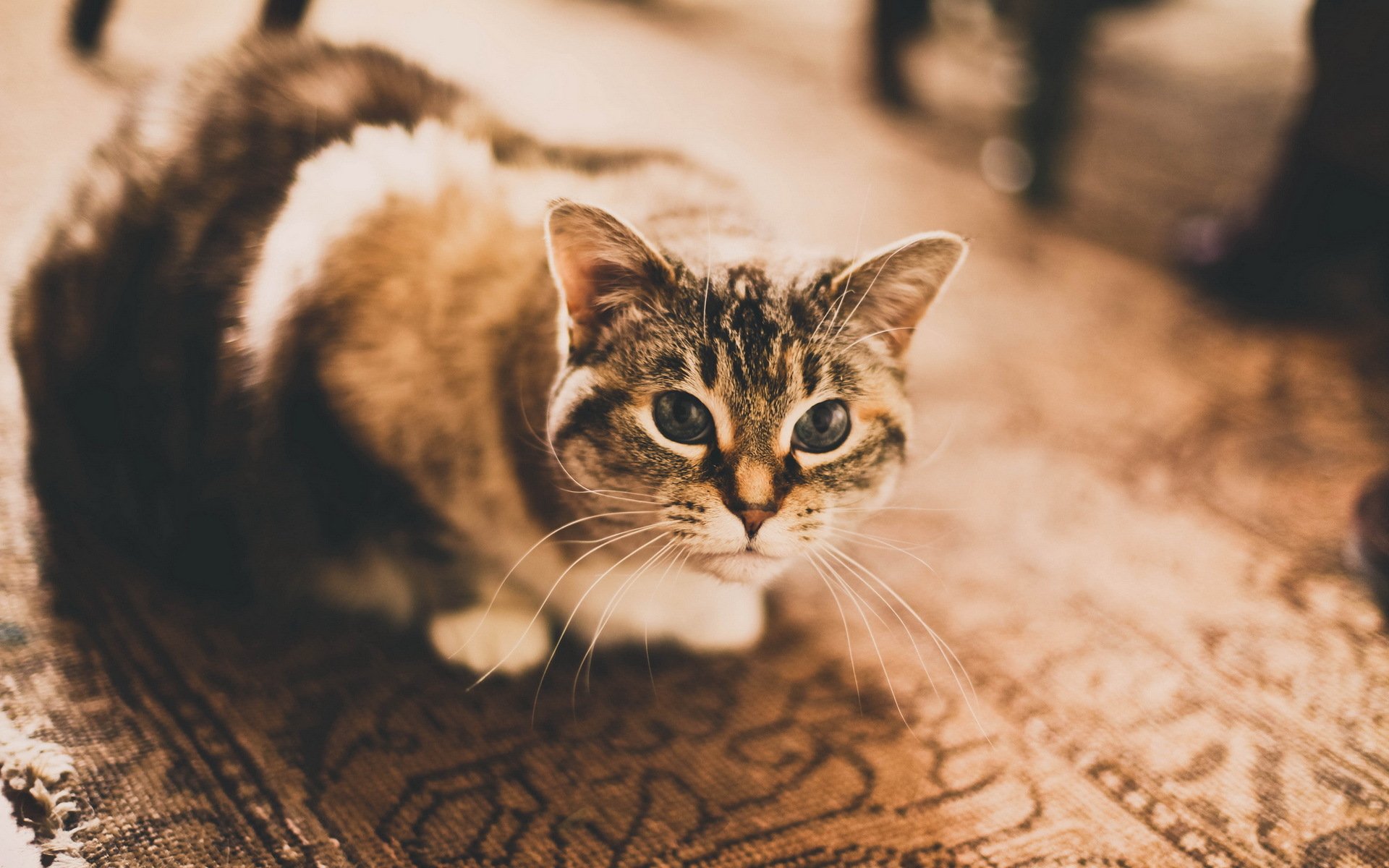 chat vue maison