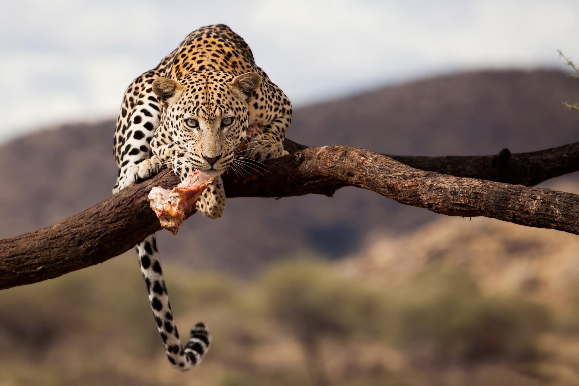 léopard namibie faune