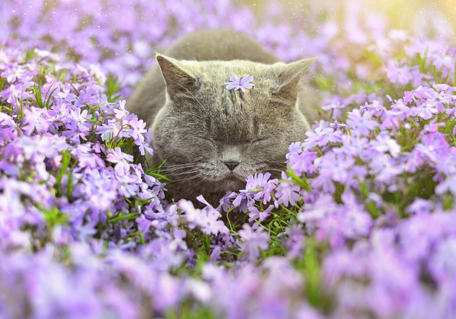 flower cat sleeping