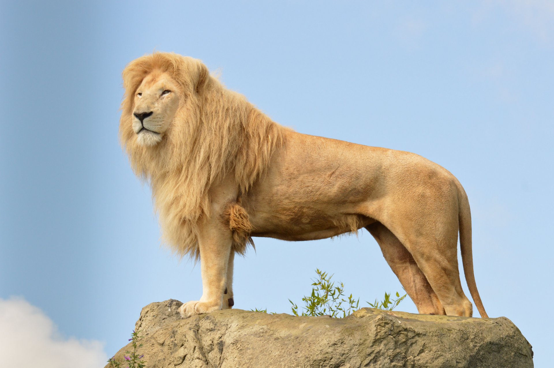 león gato depredador melena vista piedra cielo