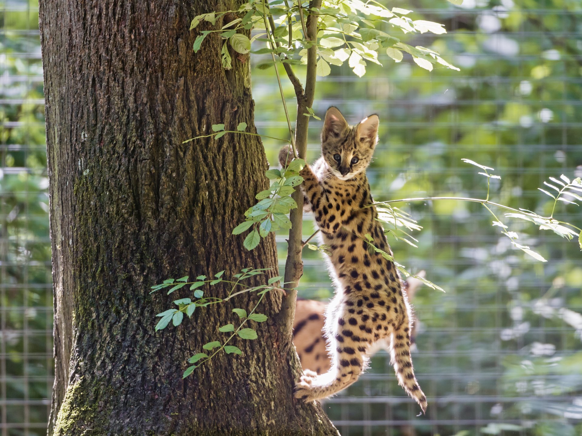 сервал кошка дерево ©tambako the jaguar